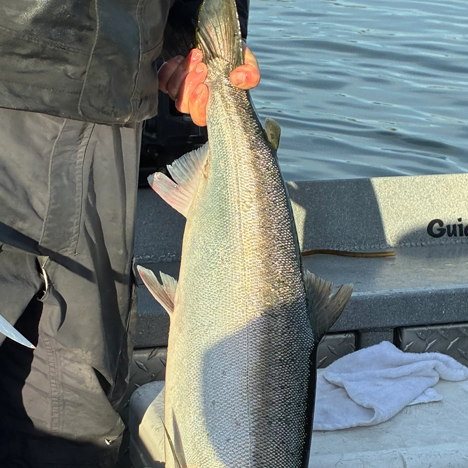 Coho salmon caught on Fishbrain