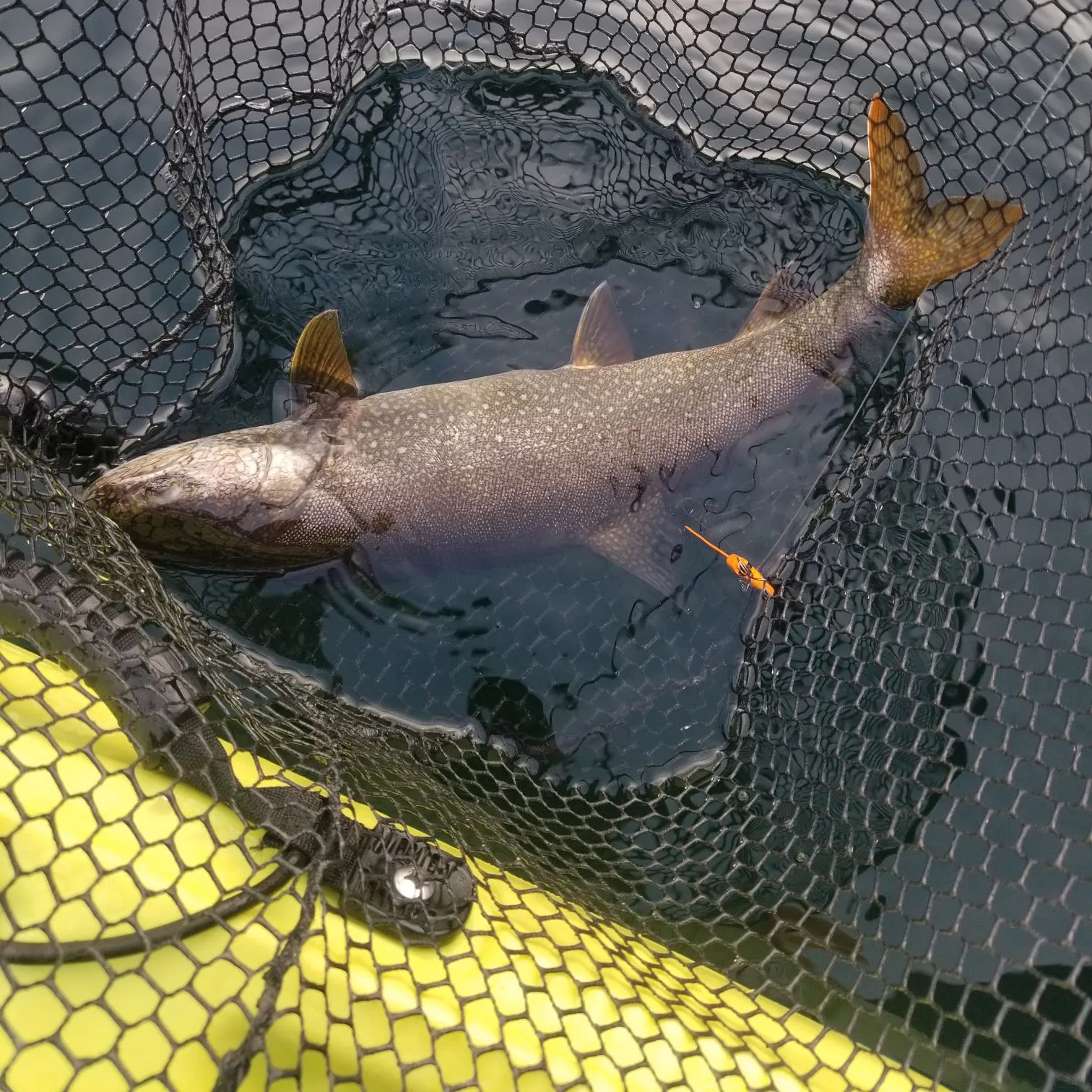 Lake char caught on Fishbrain