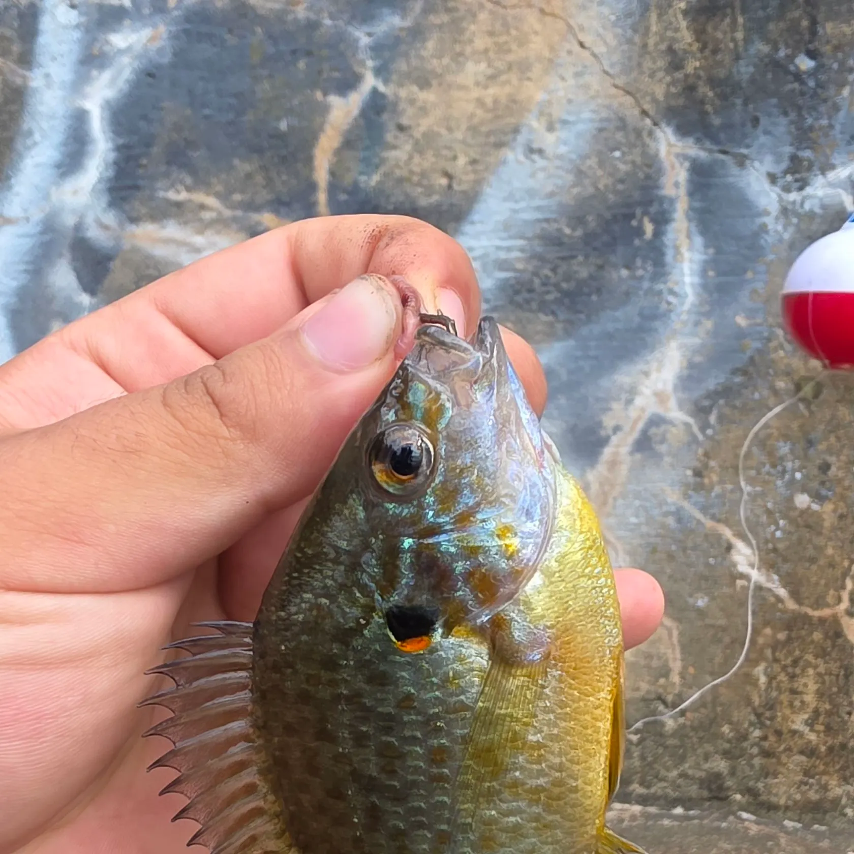 The most recent Pumpkingill hybrid catches on Fishbrain