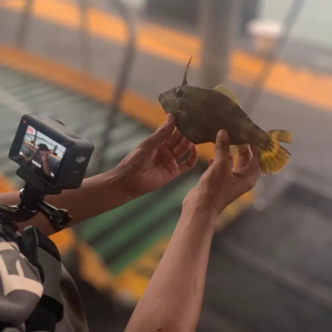 The most recent Yellowfin leatherjacket catches on Fishbrain