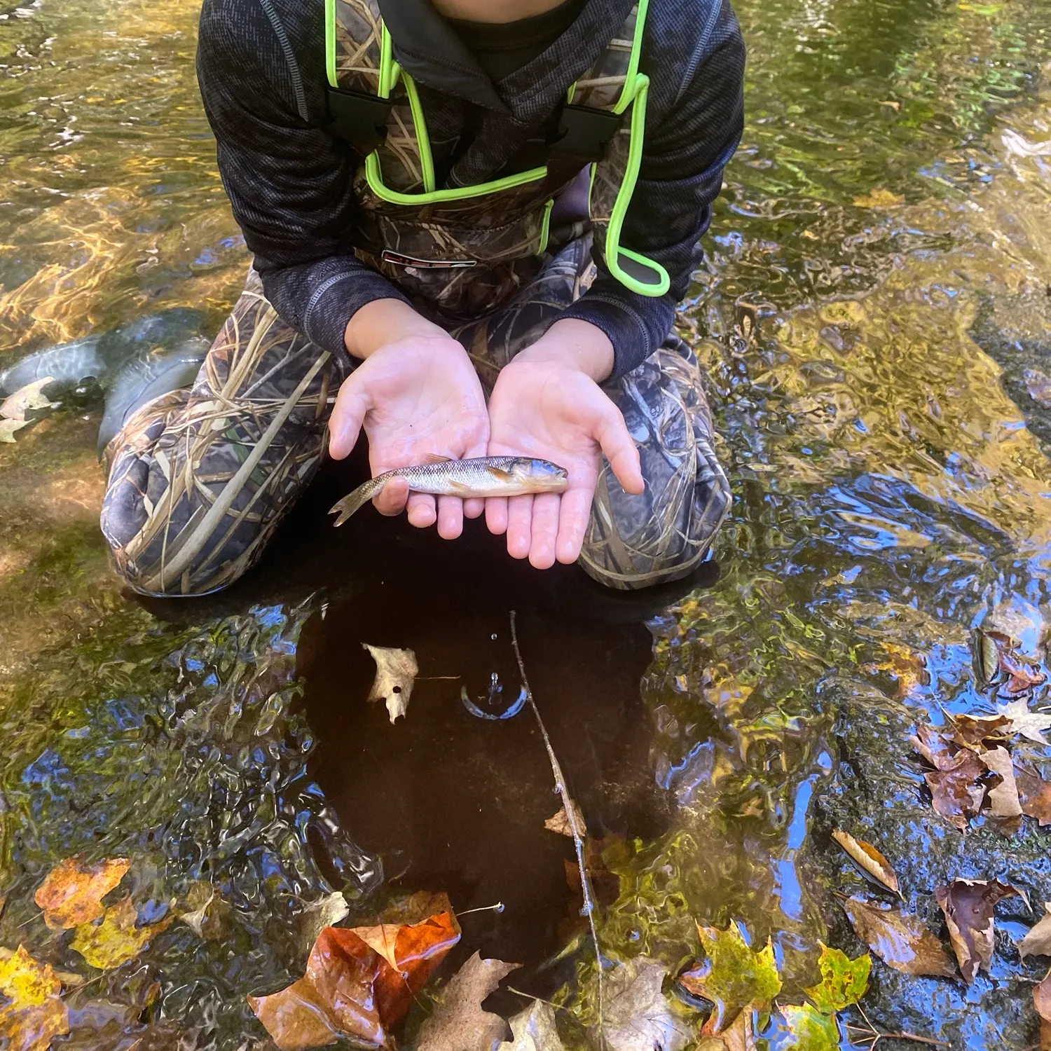 Brook trout caught on Fishbrain