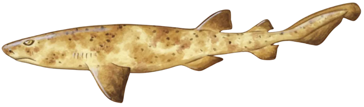 Swellshark