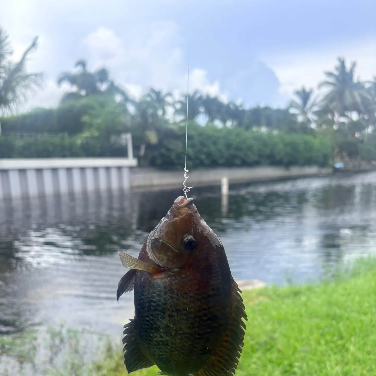 The most recent Redhead cichlid catches on Fishbrain