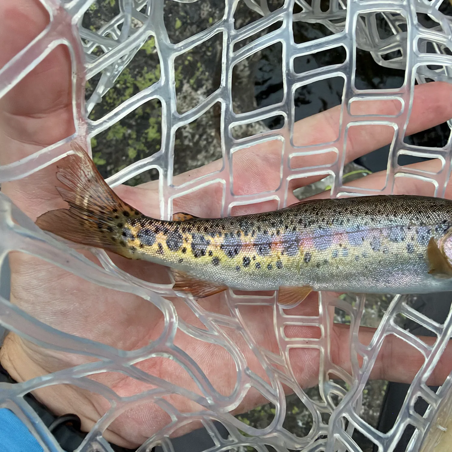 Rainbow trout caught on Fishbrain