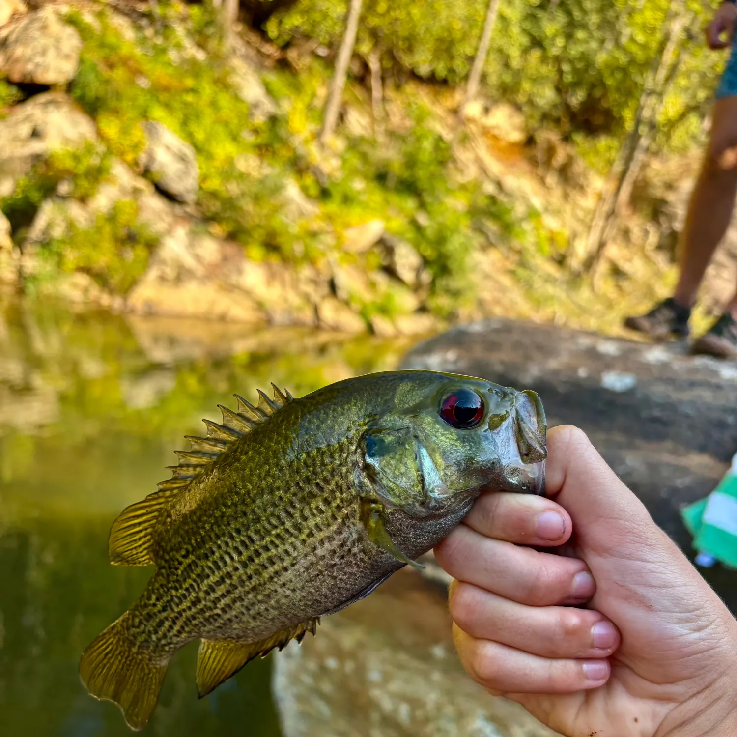 Rock bass caught on Fishbrain