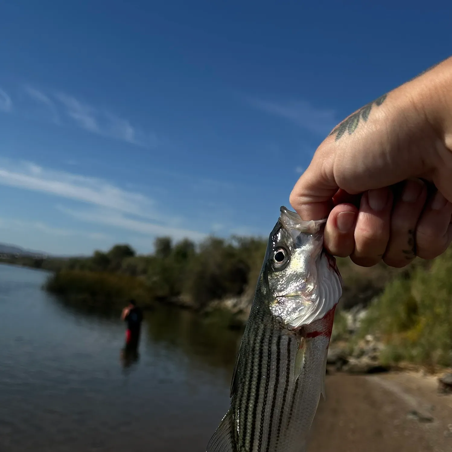 Striped bass caught on Fishbrain