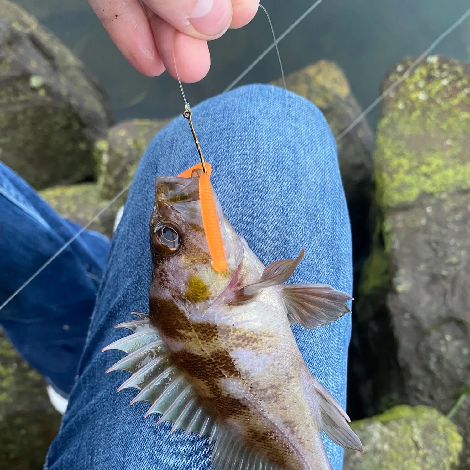 Copper rockfish caught on Fishbrain