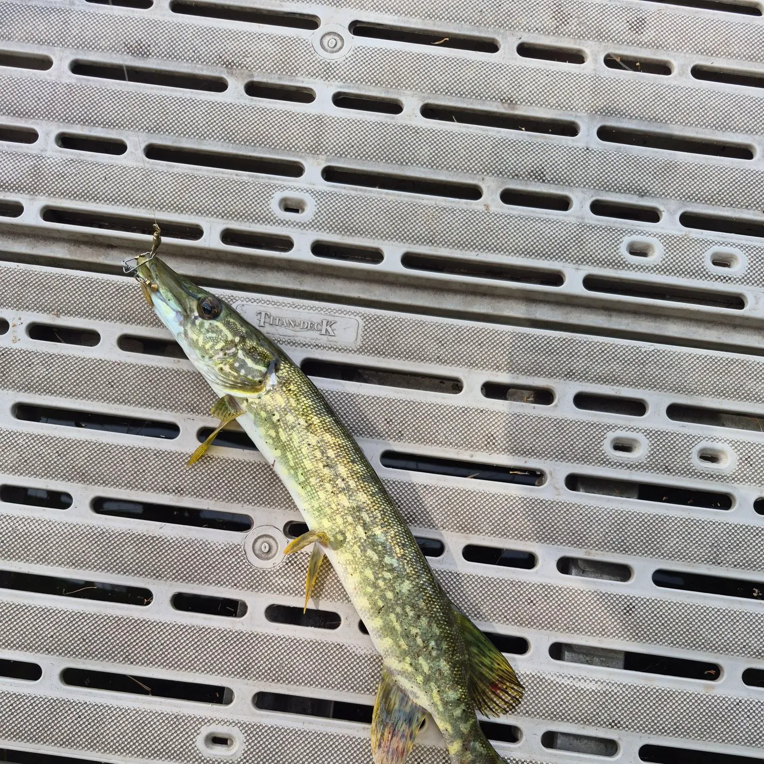 Northern pike caught on Fishbrain