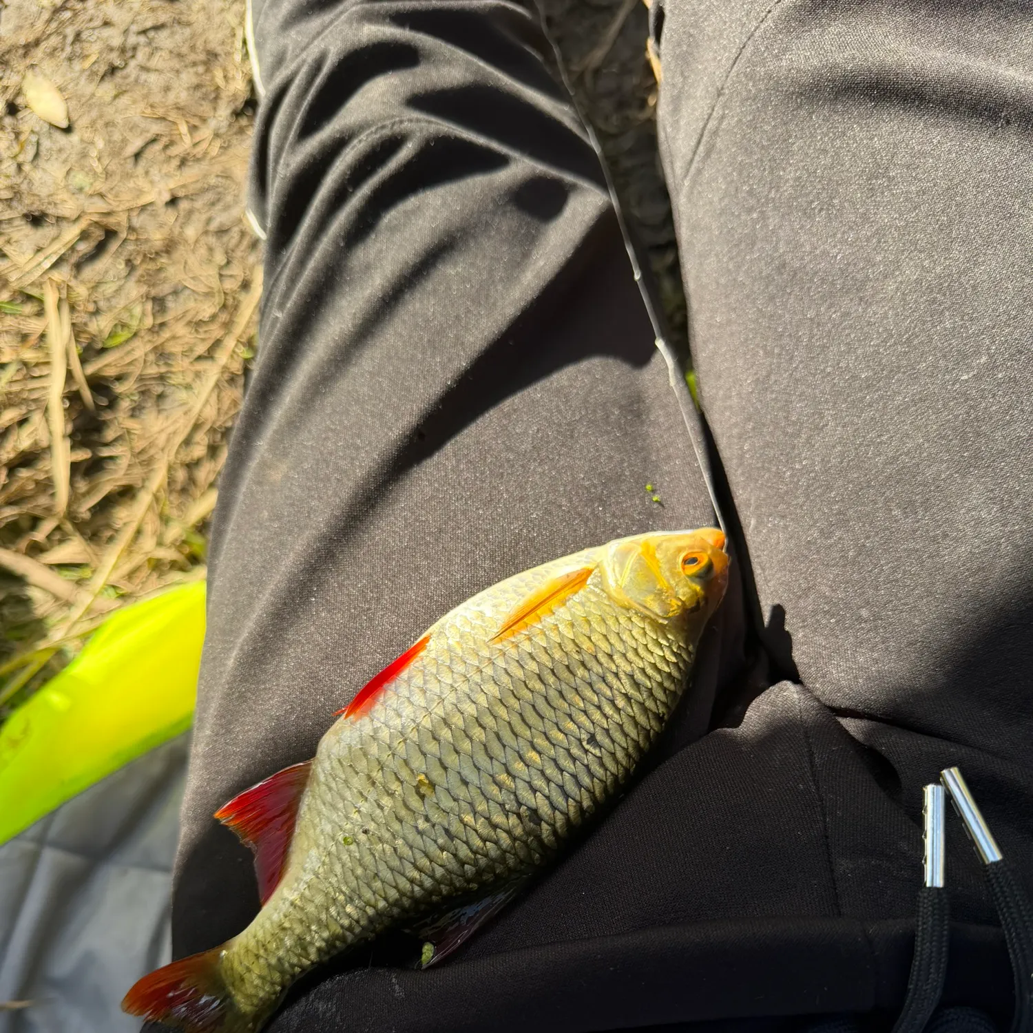 Common rudd caught on Fishbrain