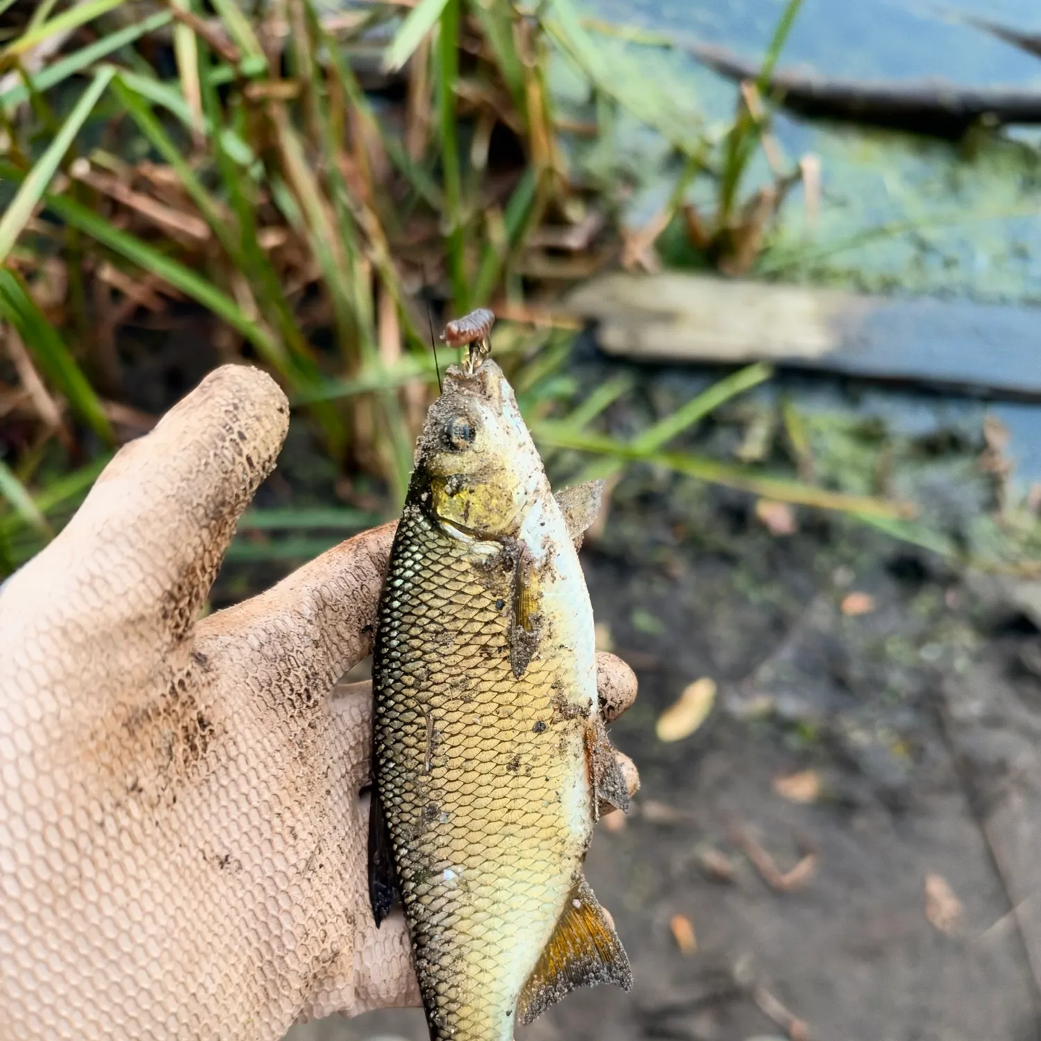 Golden shiner caught on Fishbrain