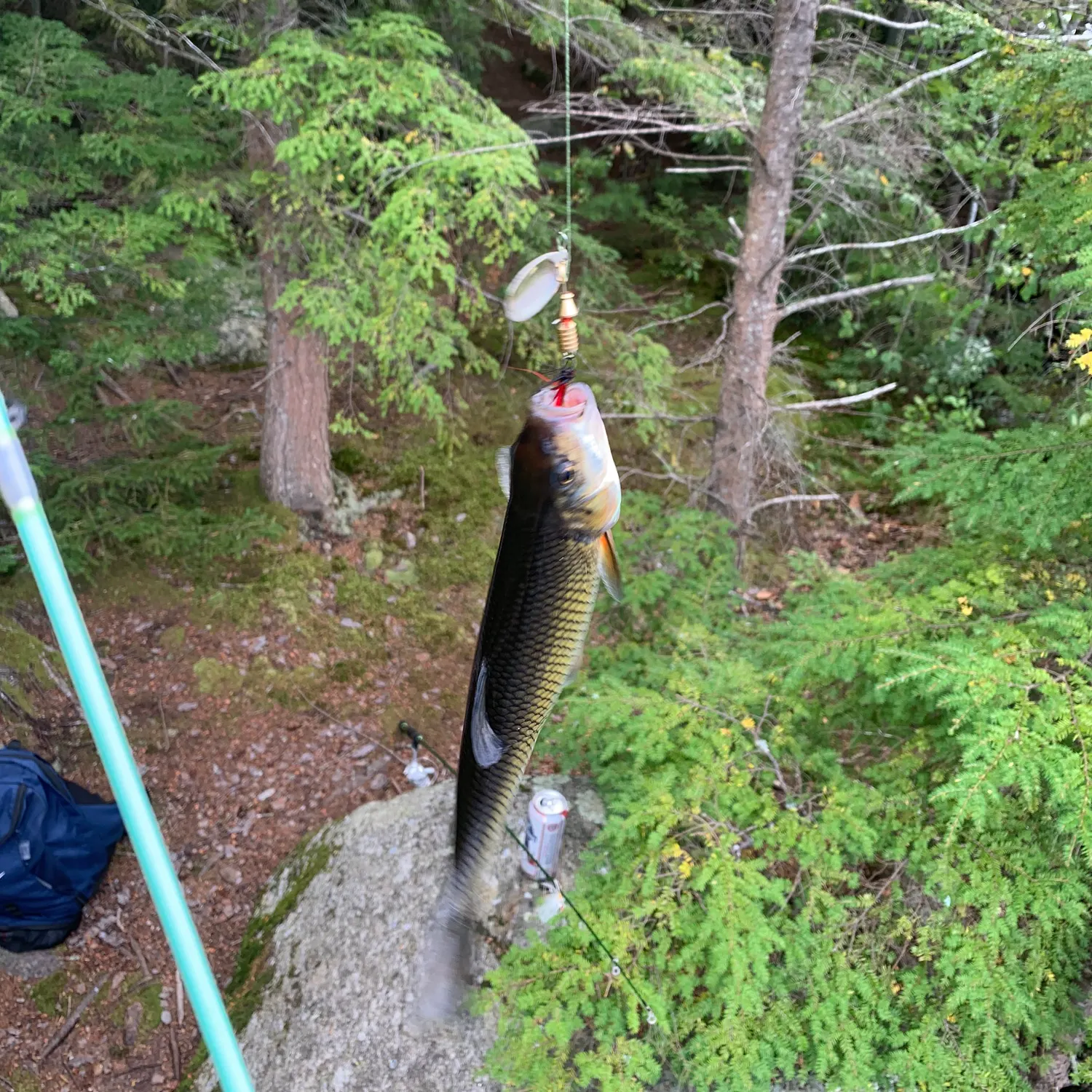 Fallfish caught on Fishbrain