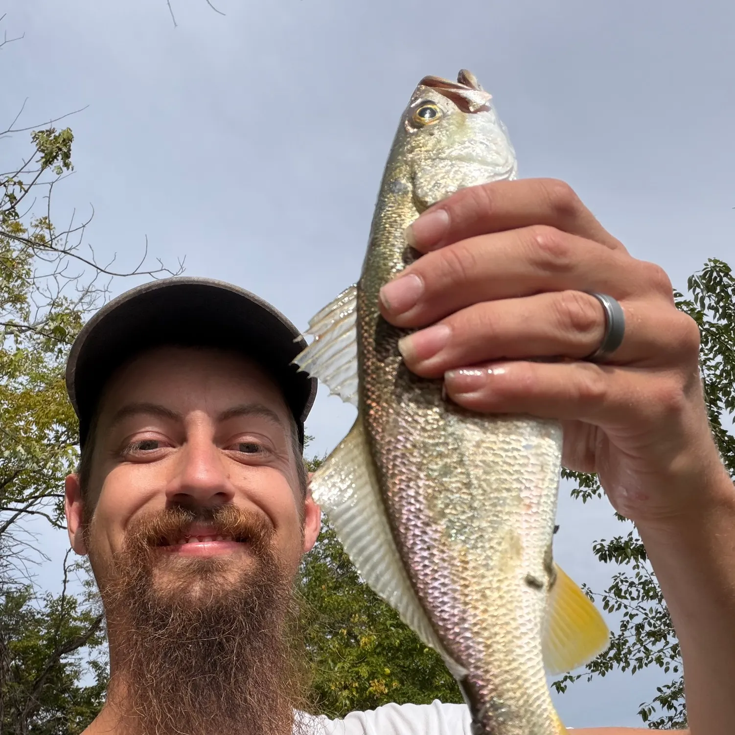 Gray weakfish caught on Fishbrain