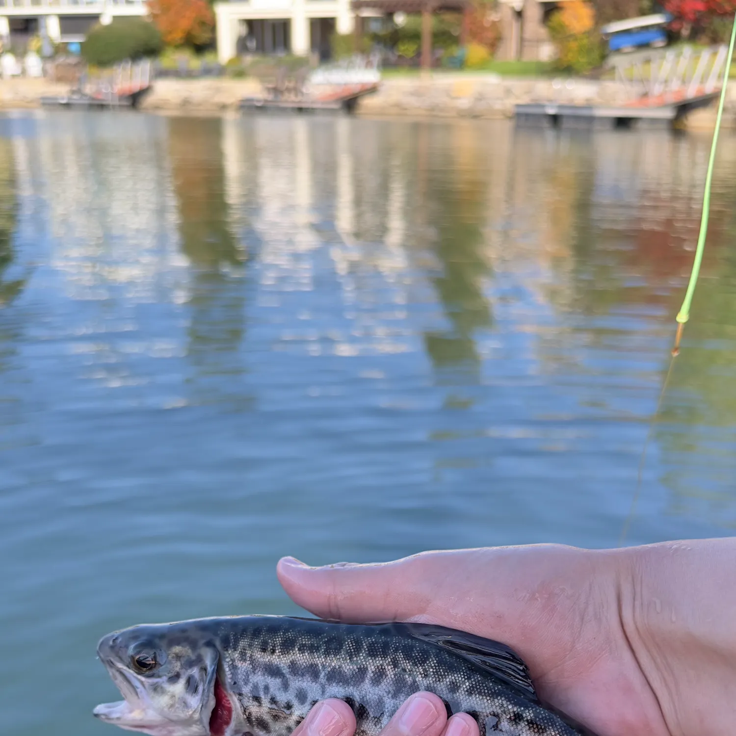 Tiger trout caught on Fishbrain