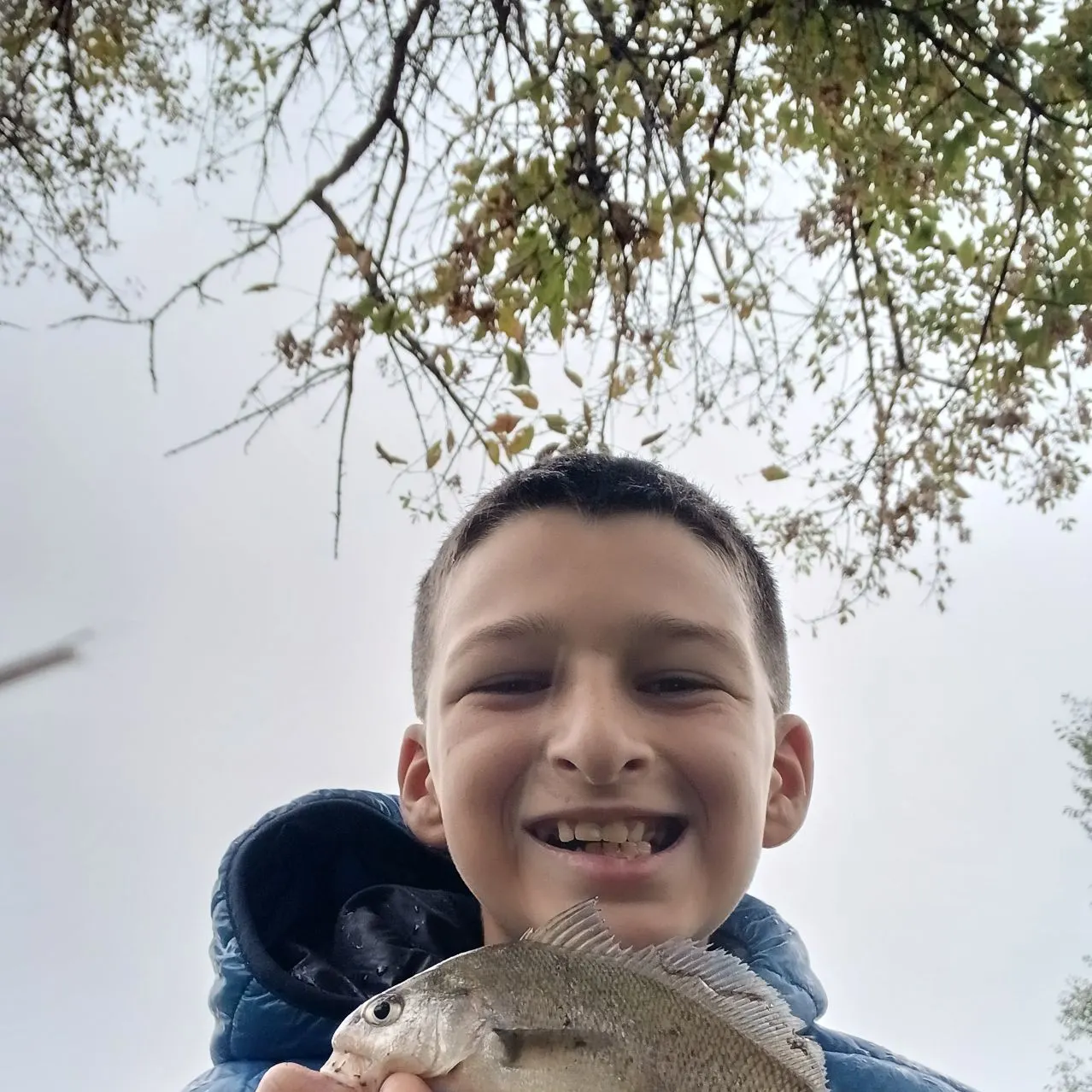 Freshwater drum caught on Fishbrain