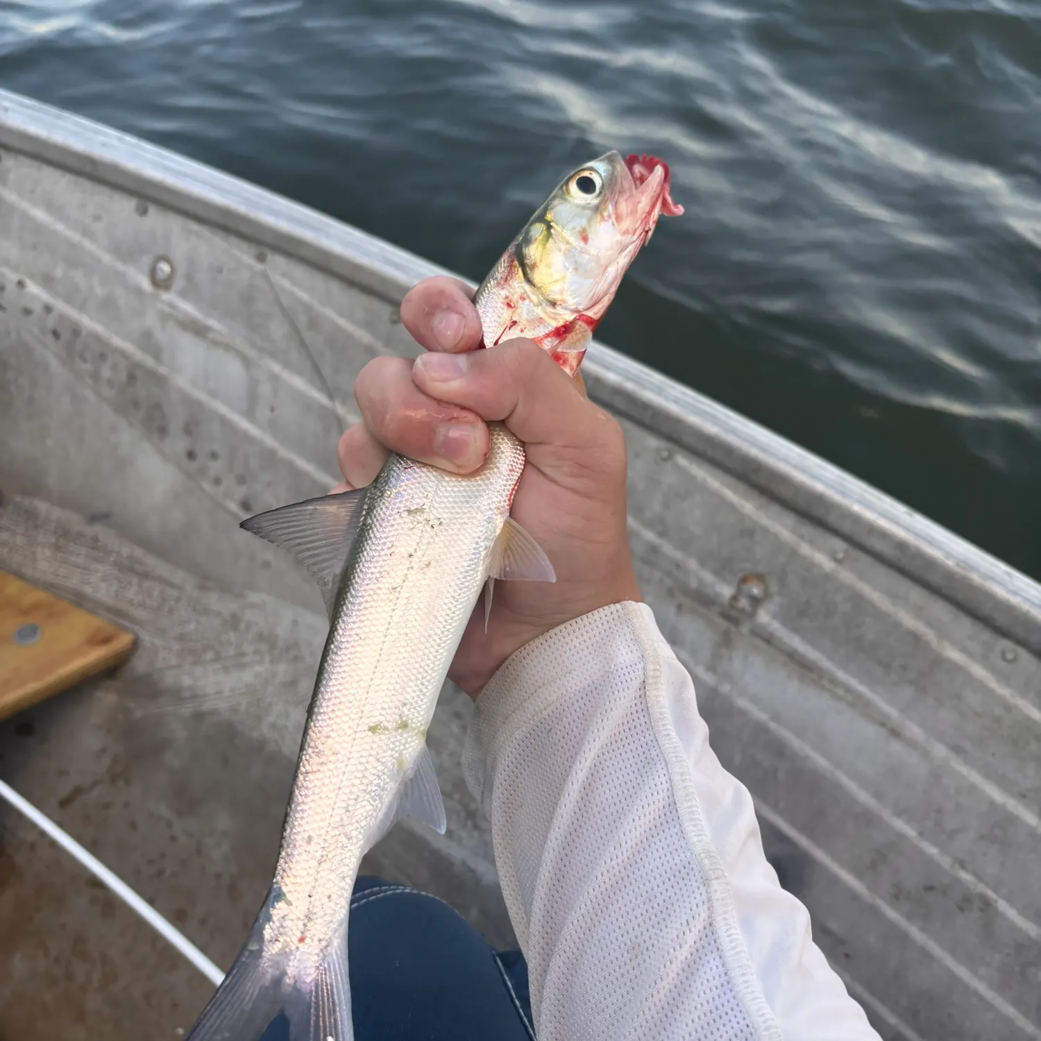 Ladyfish caught on Fishbrain