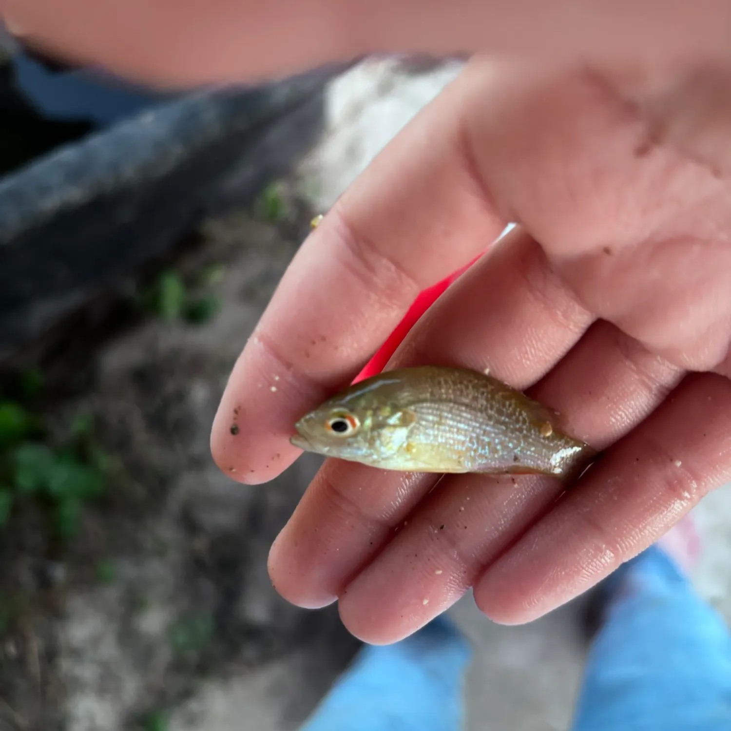 Green sunfish caught on Fishbrain