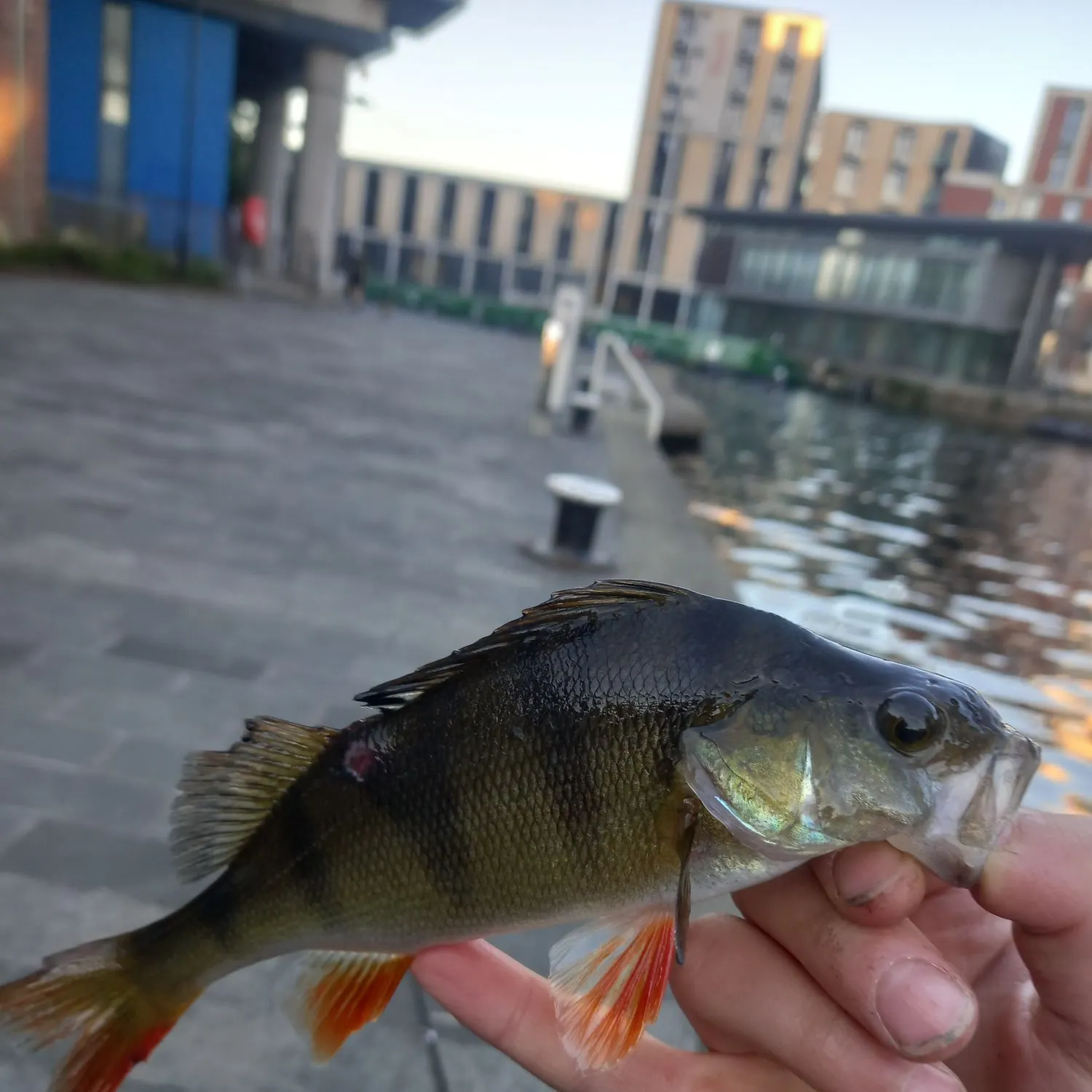 European perch caught on Fishbrain