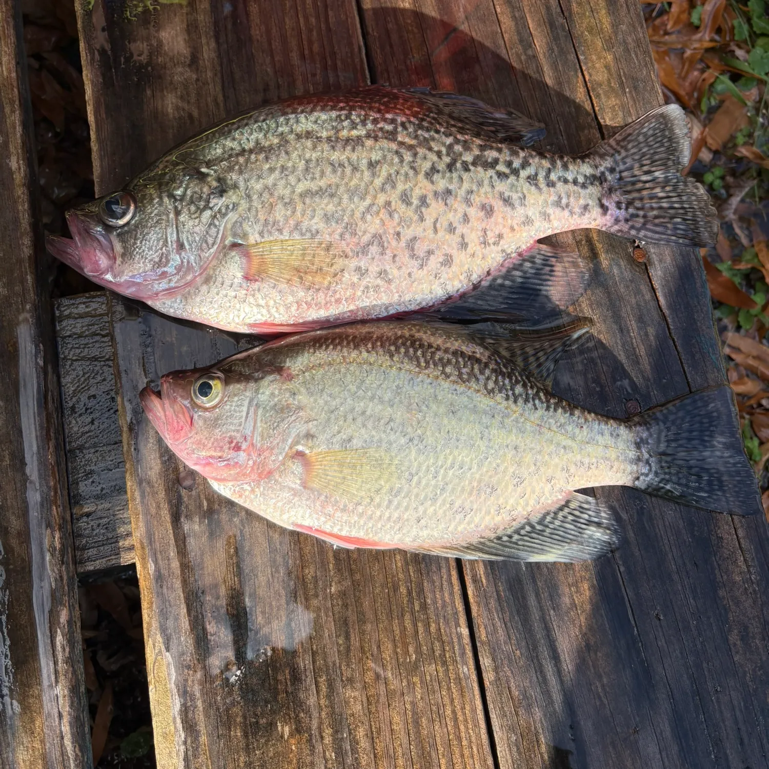 recently logged catches