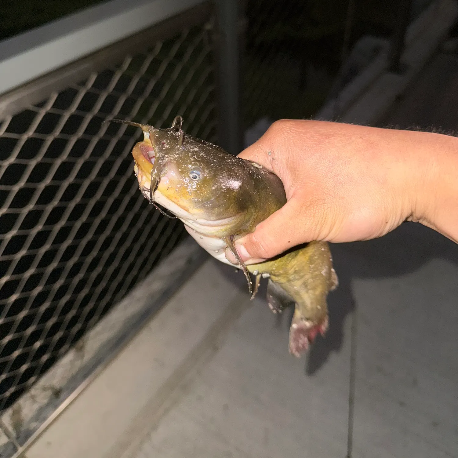 Yellow bullhead caught on Fishbrain