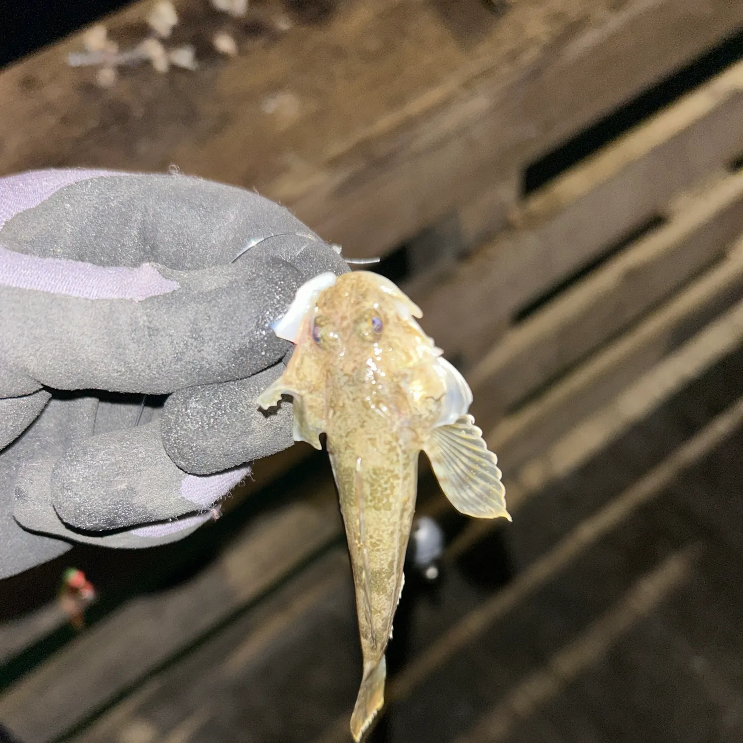 California scorpionfish caught on Fishbrain