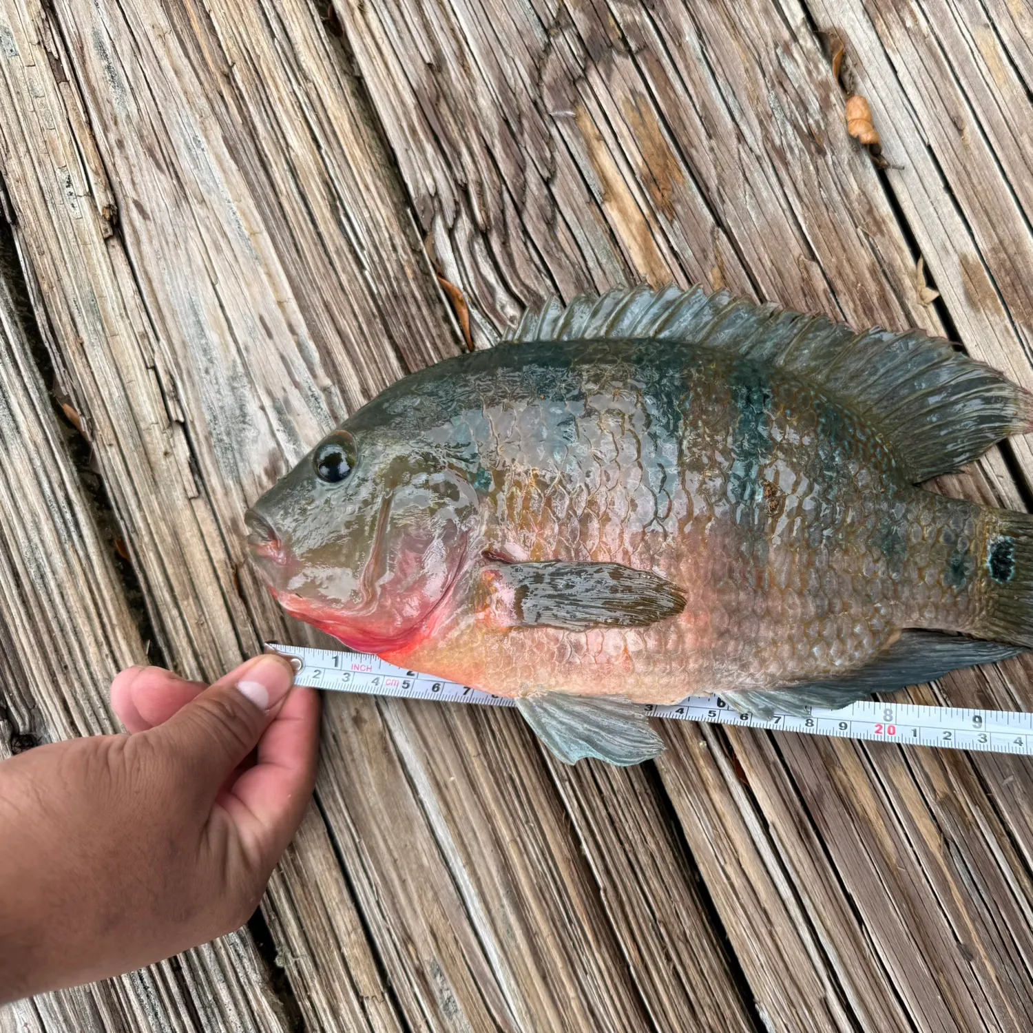 recently logged catches