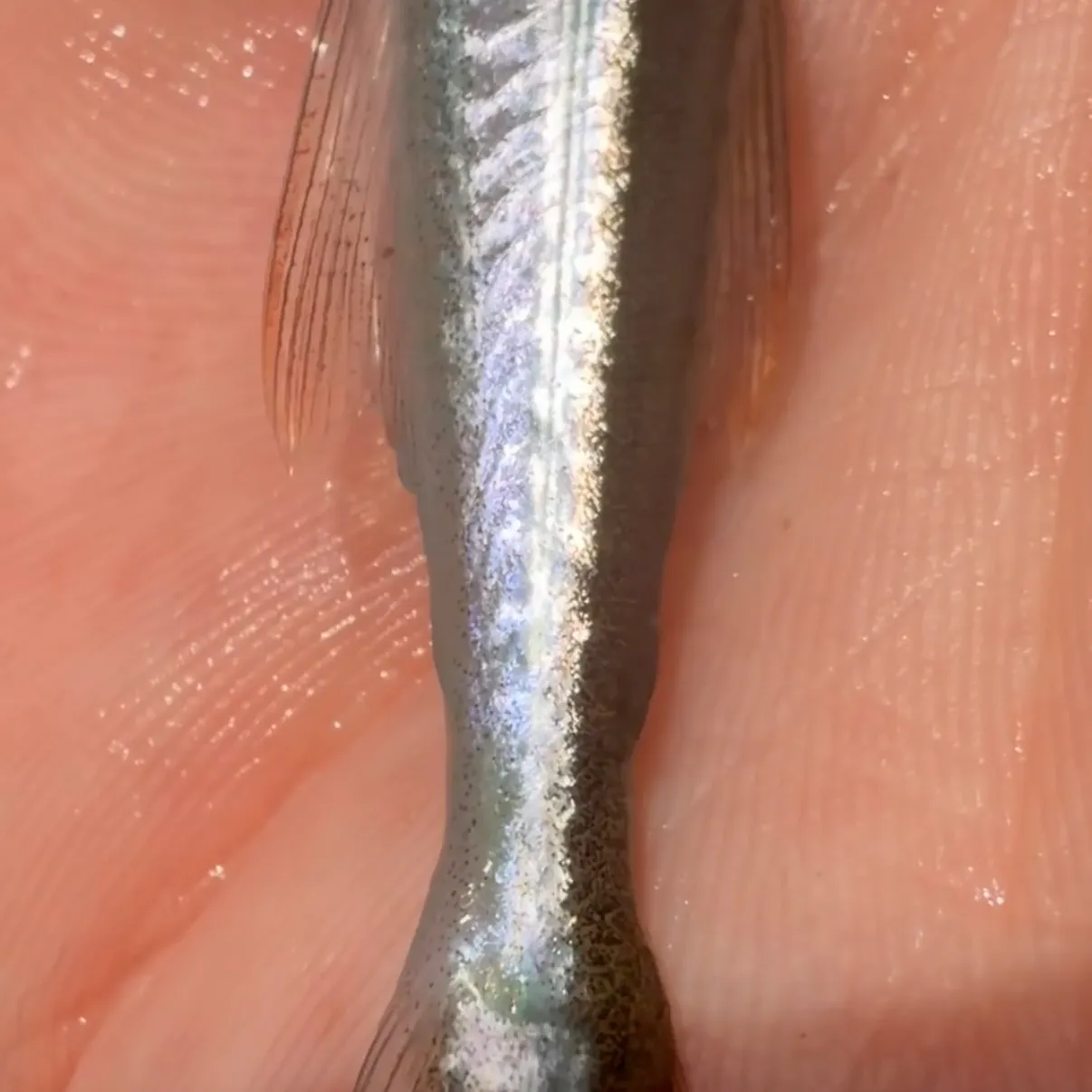 The most recent Redfin needlefish catches on Fishbrain