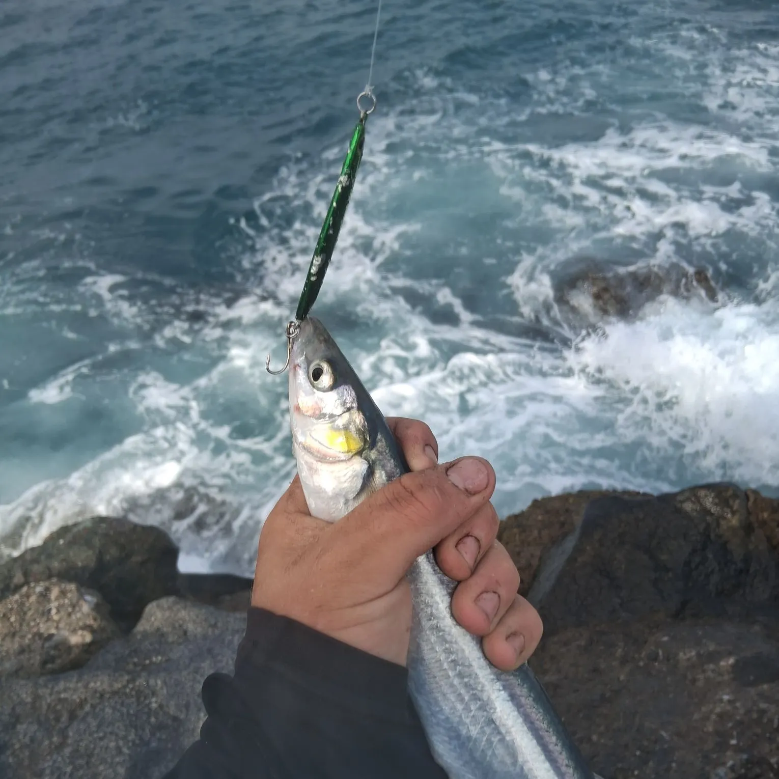 The most recent Jack silverside catches on Fishbrain