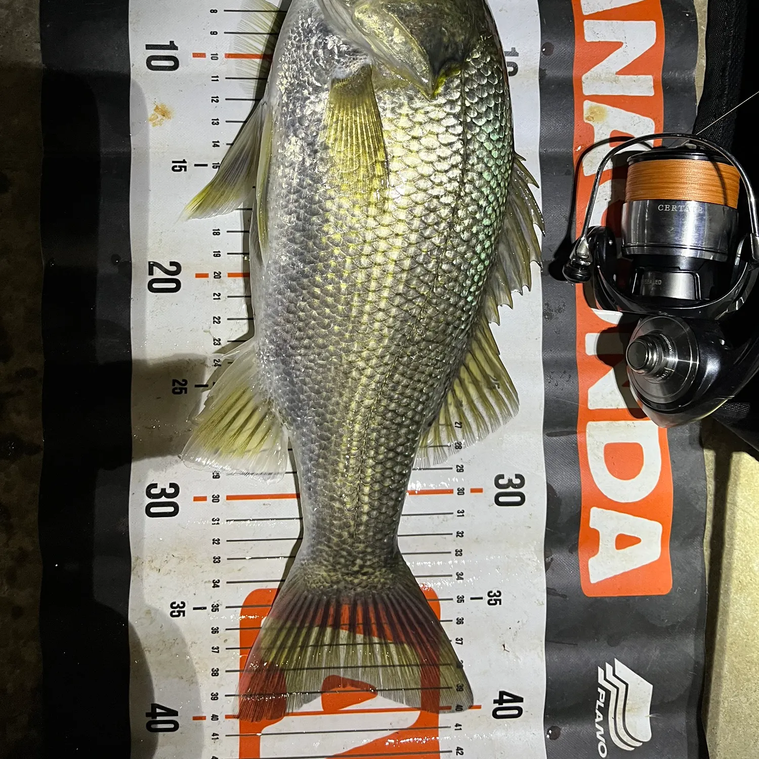 recently logged catches