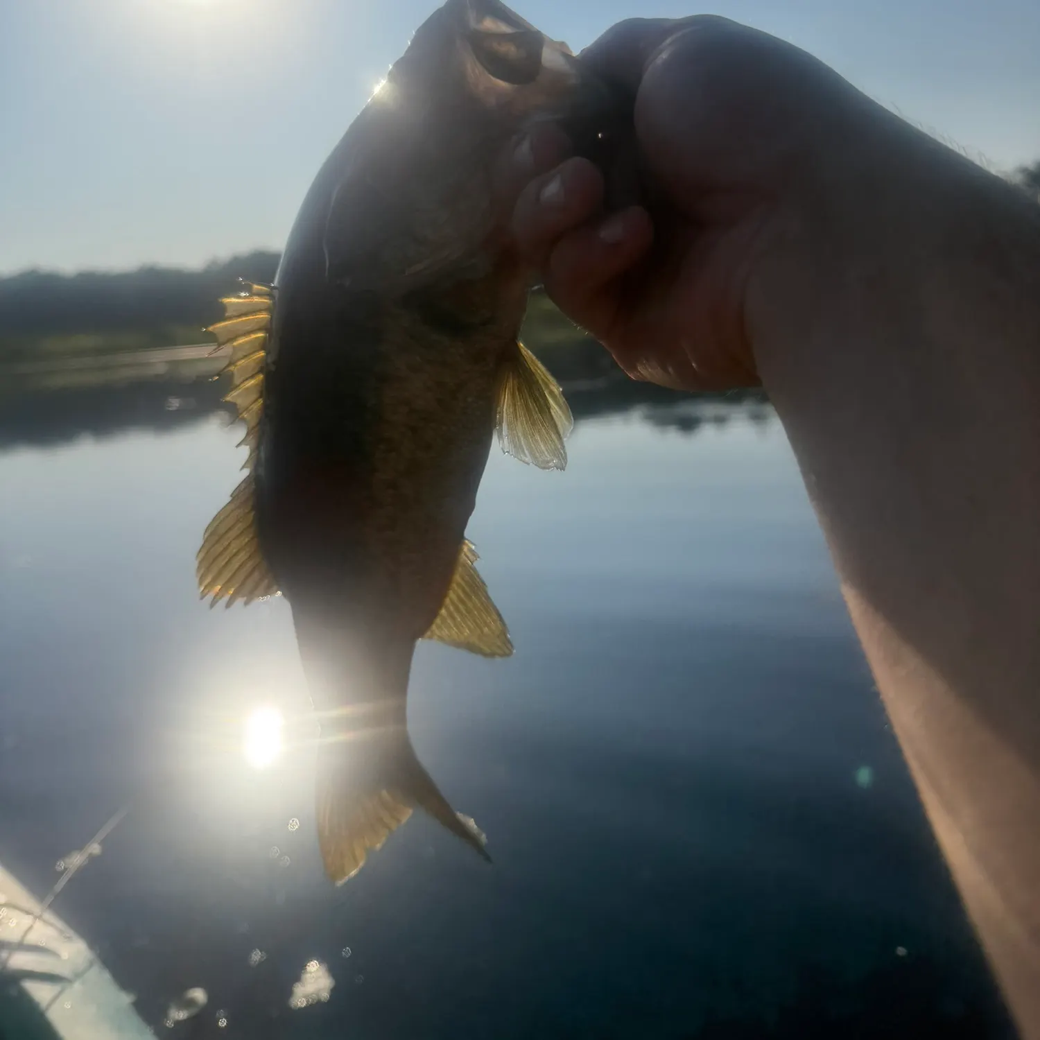 Smallmouth bass caught on Fishbrain