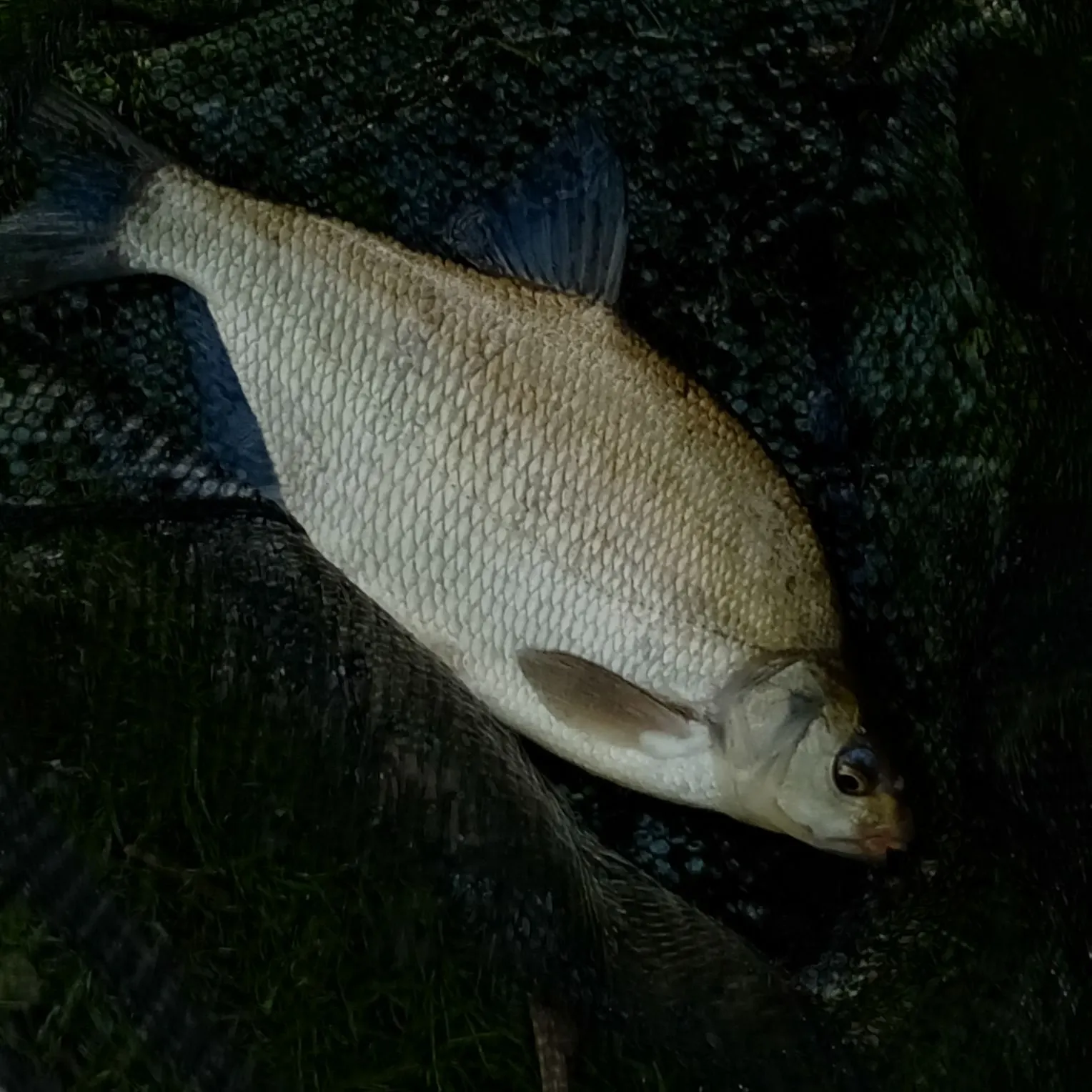 Common bream caught on Fishbrain