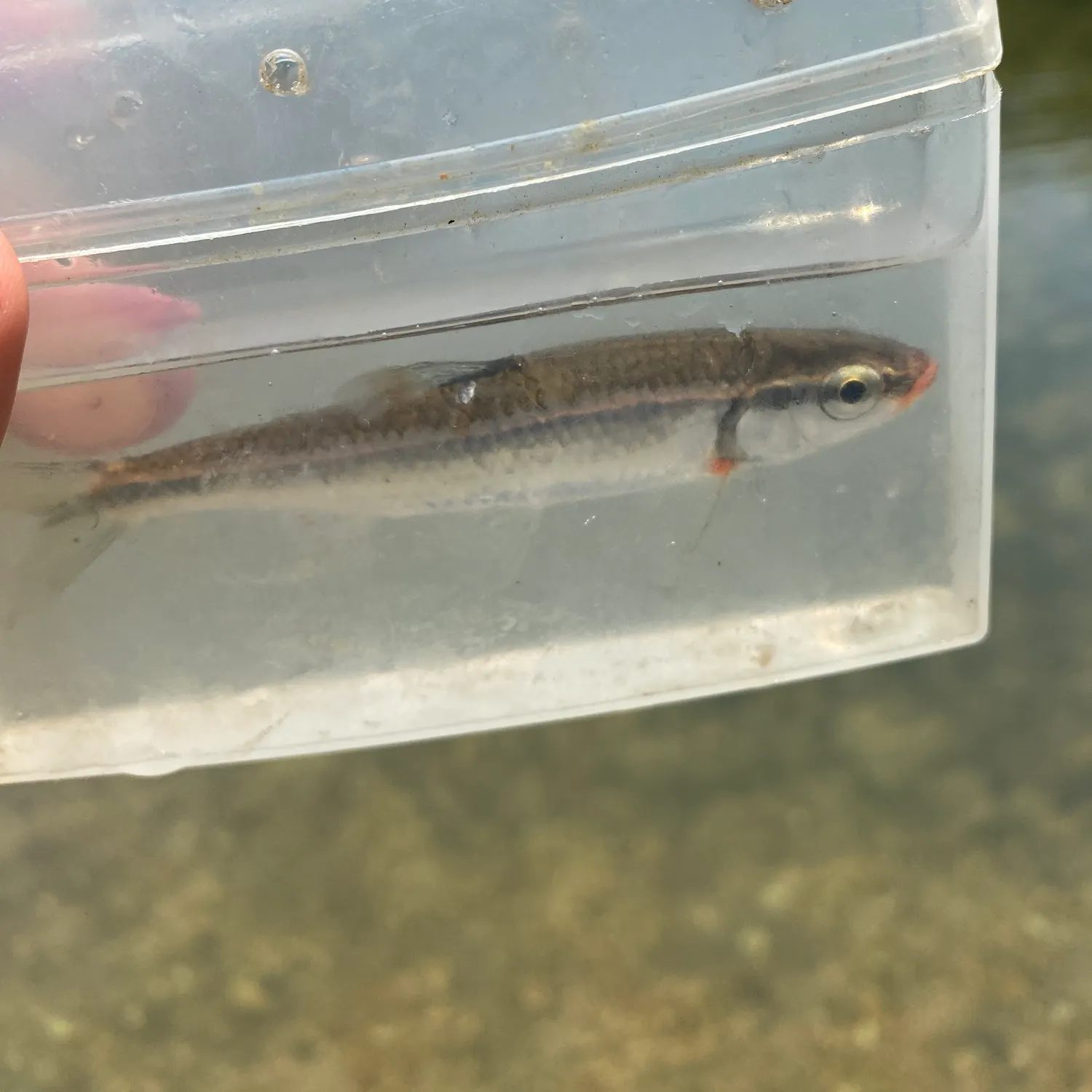 The most recent Bleeding shiner catches on Fishbrain