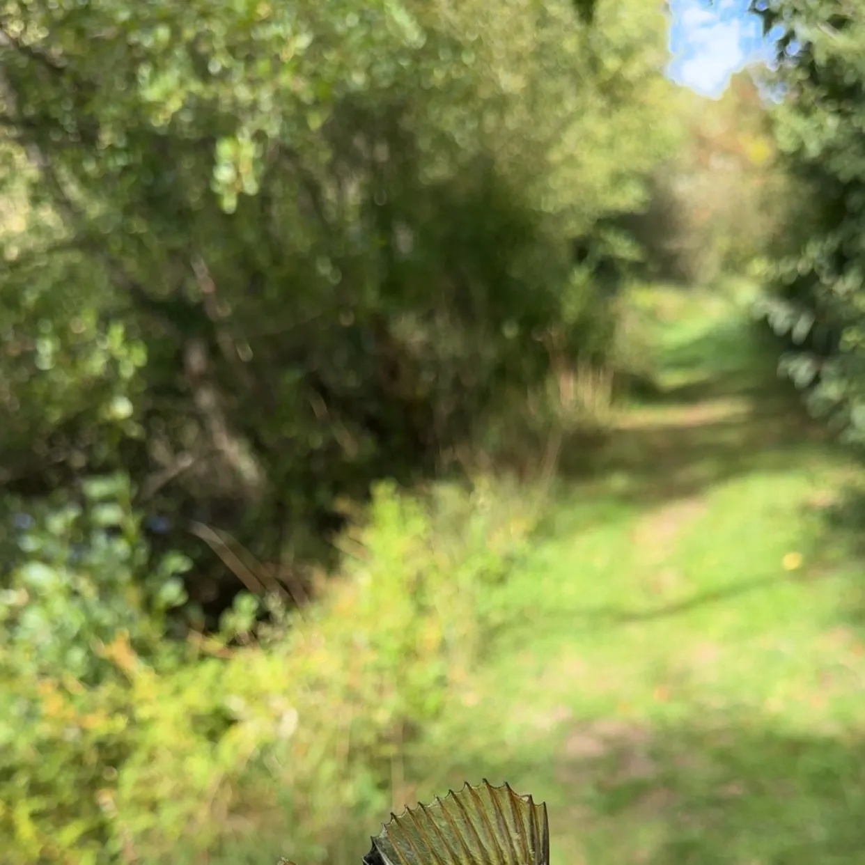 European perch caught on Fishbrain