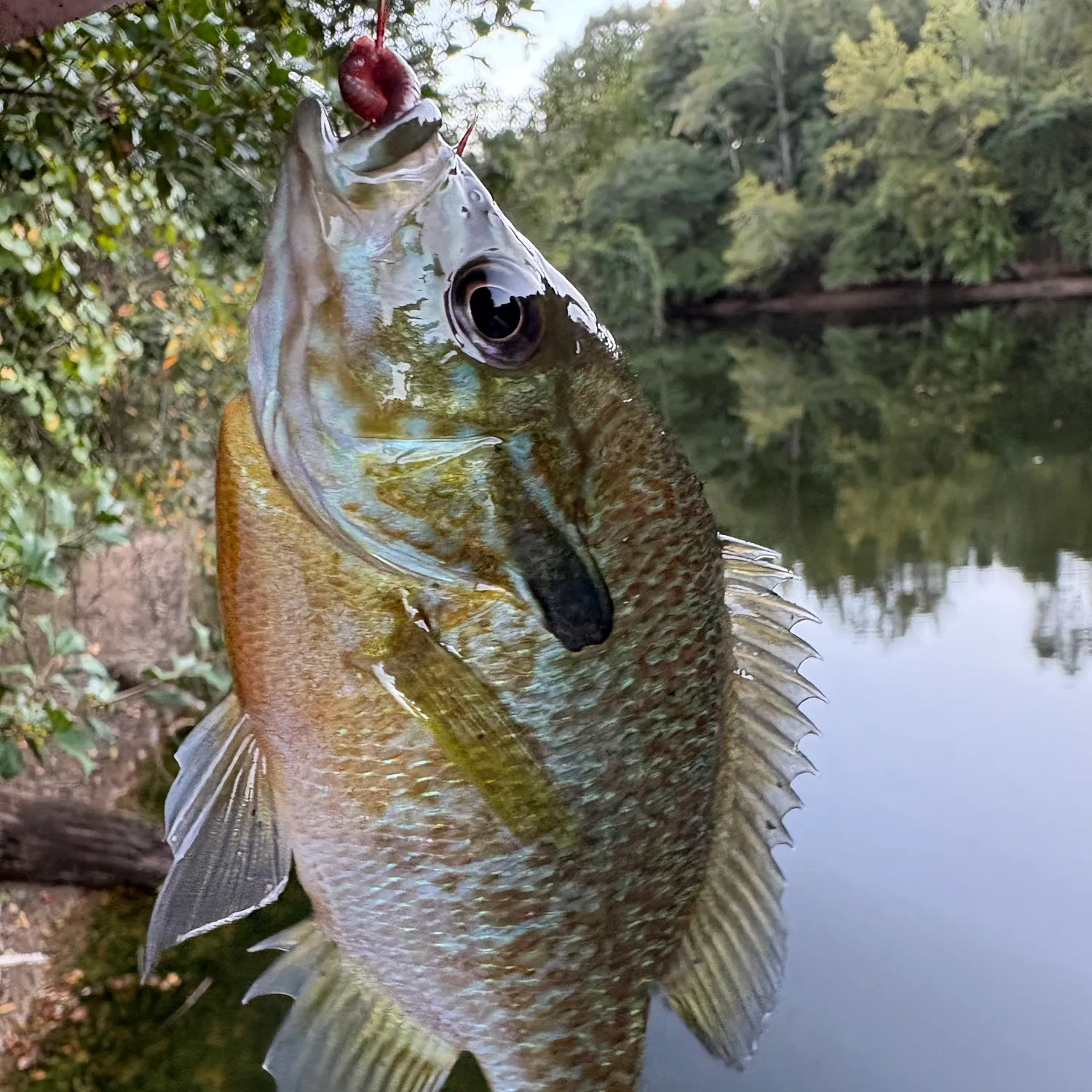 Redbreast sunfish caught on Fishbrain