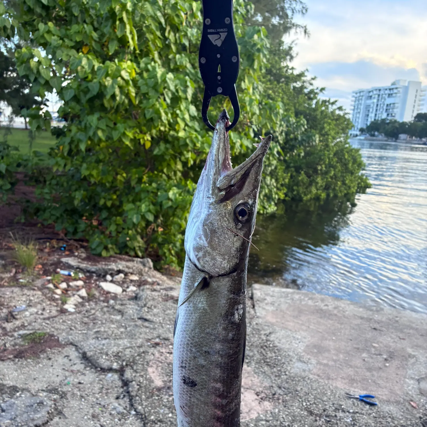 Great barracuda caught on Fishbrain