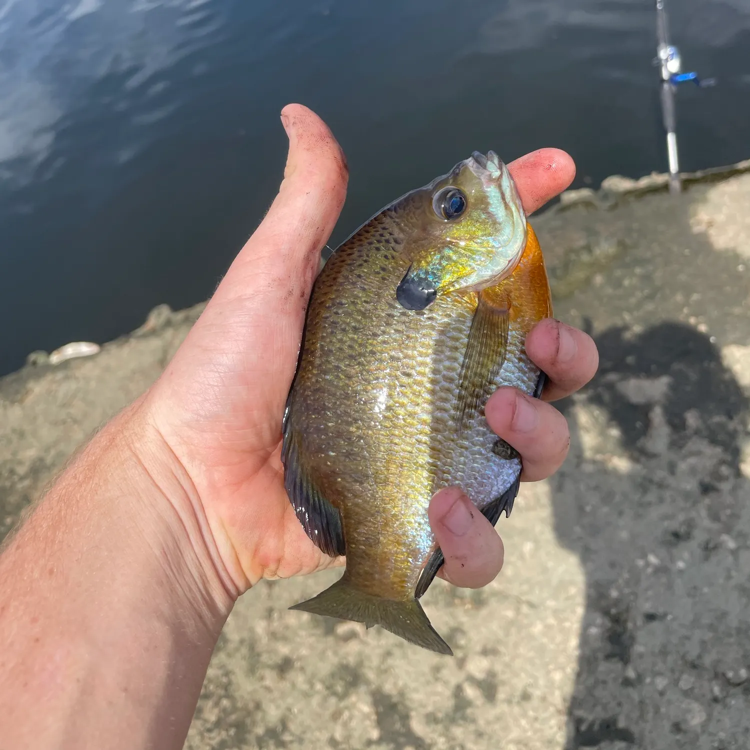 Bluegill caught on Fishbrain