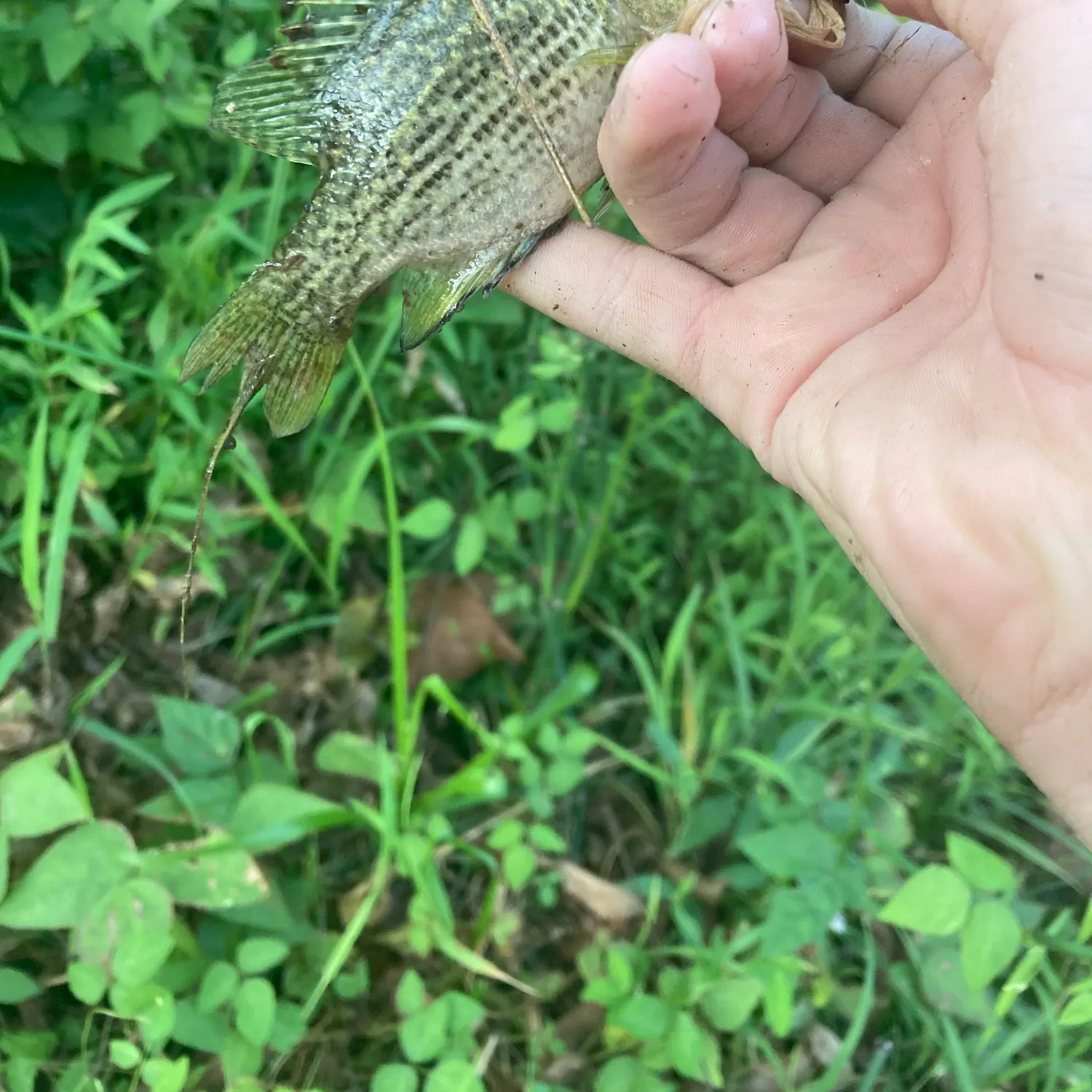 Rock bass caught on Fishbrain