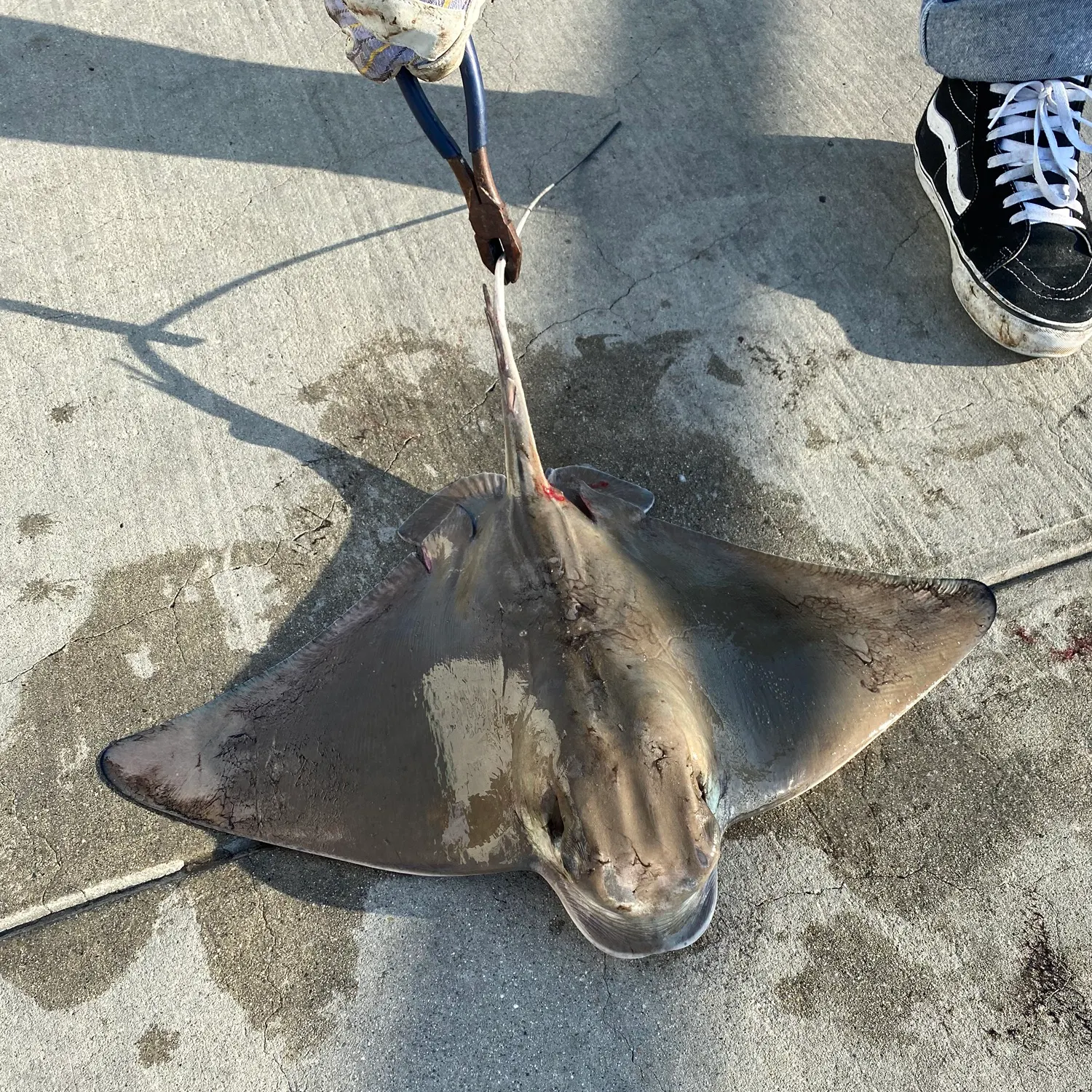 The most recent Bat eagle ray catches on Fishbrain