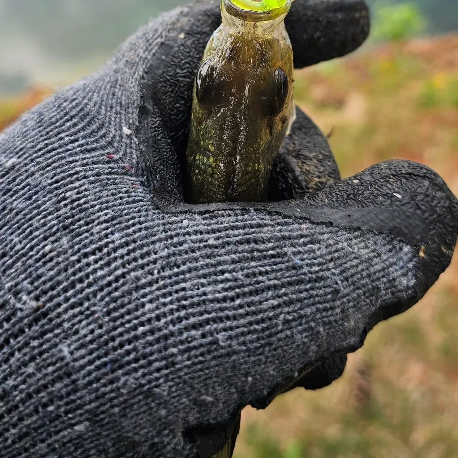 The most recent Banded sunfish catches on Fishbrain