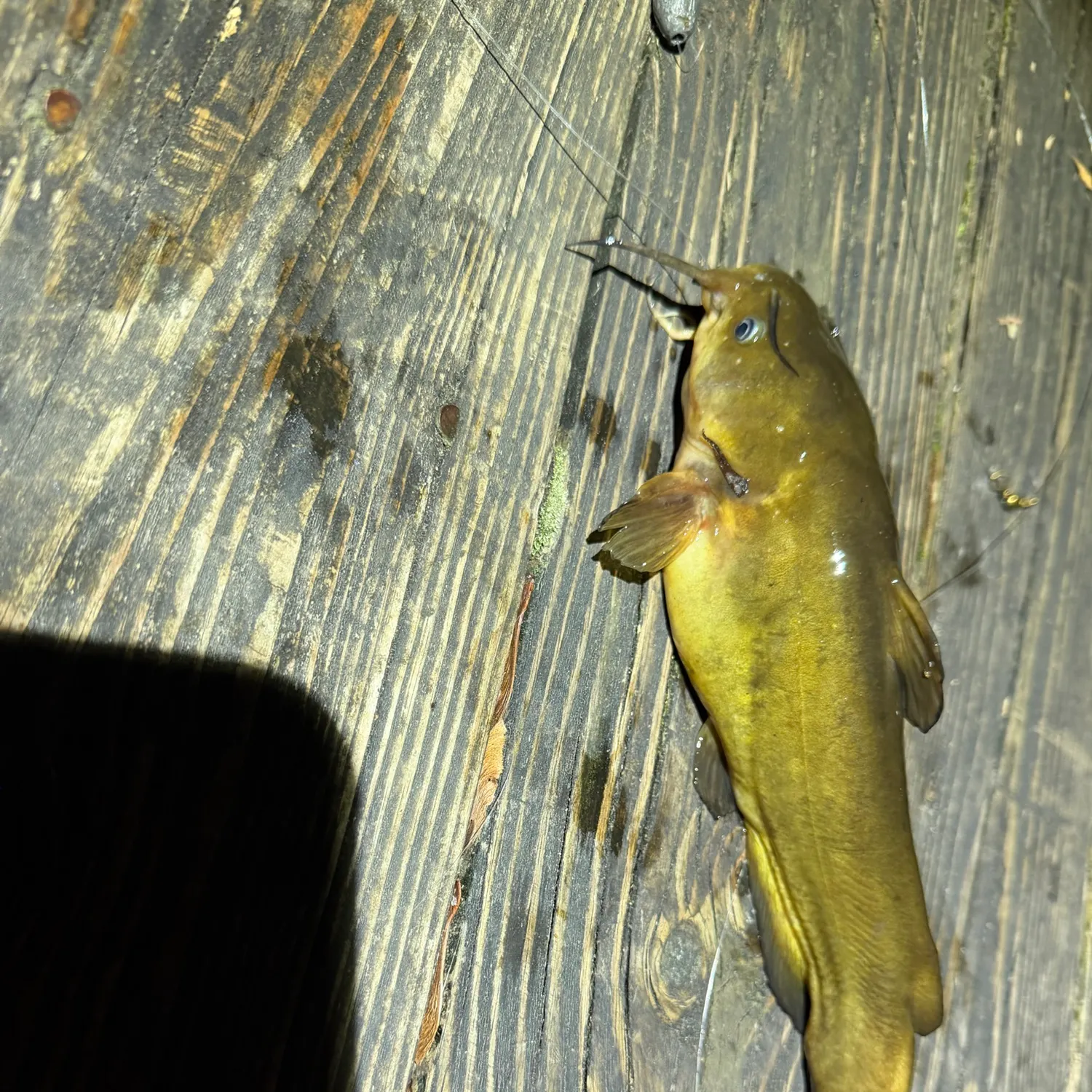 Yellow bullhead caught on Fishbrain
