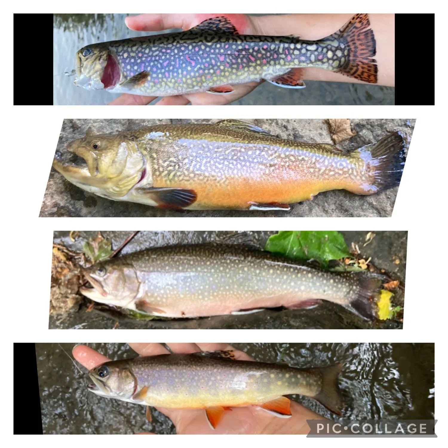 recently logged catches