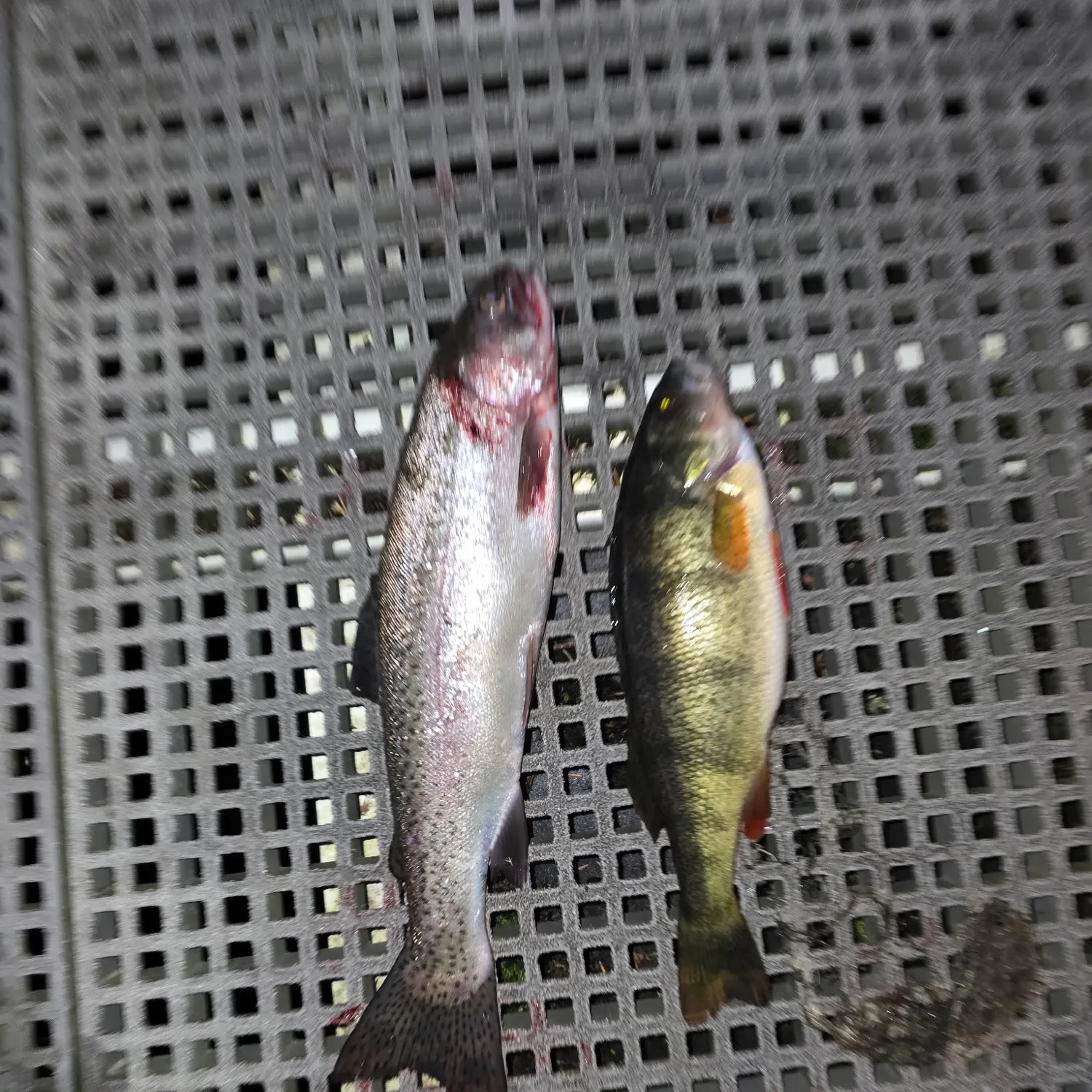 Yellow perch caught on Fishbrain