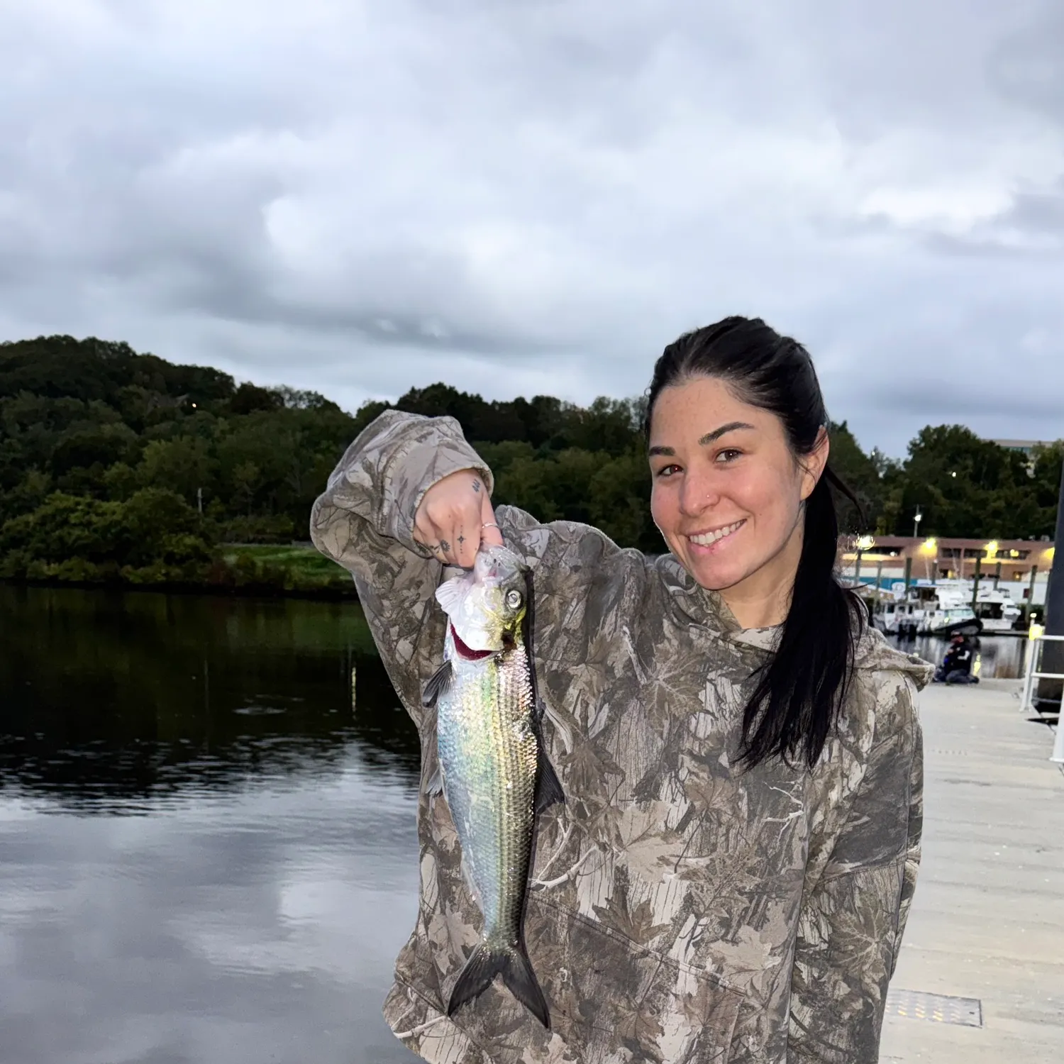 Hickory shad caught on Fishbrain