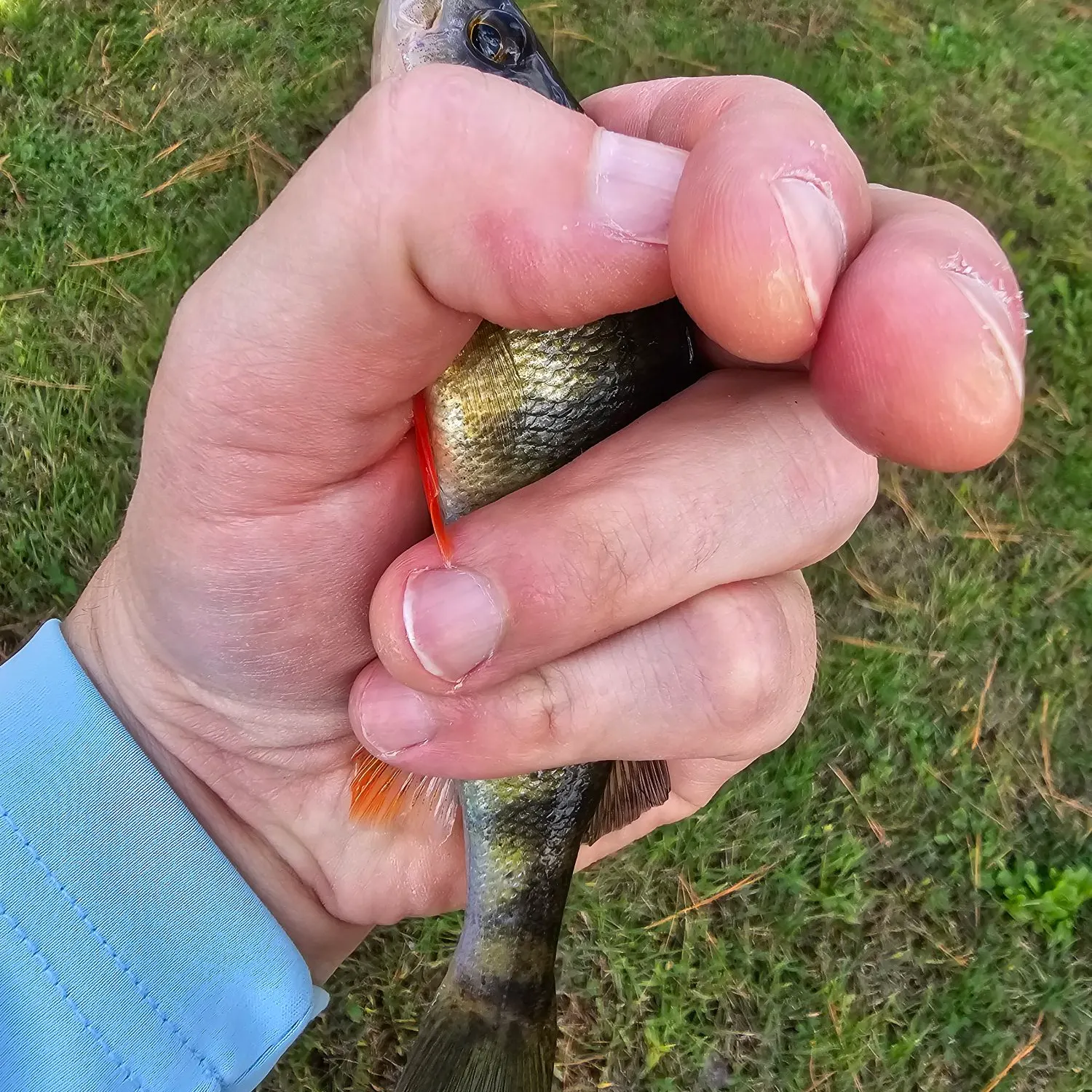 Yellow perch caught on Fishbrain