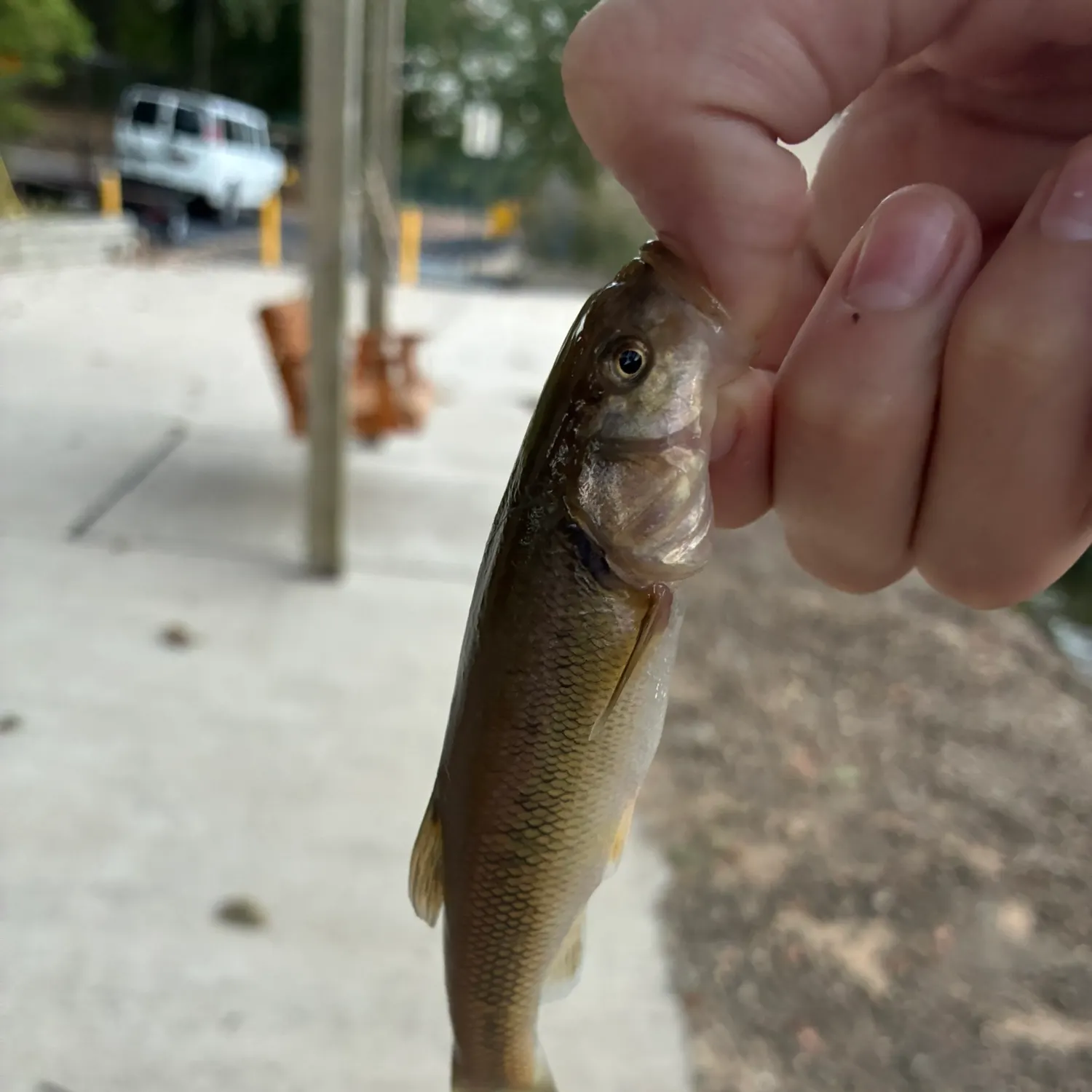Creek chub caught on Fishbrain