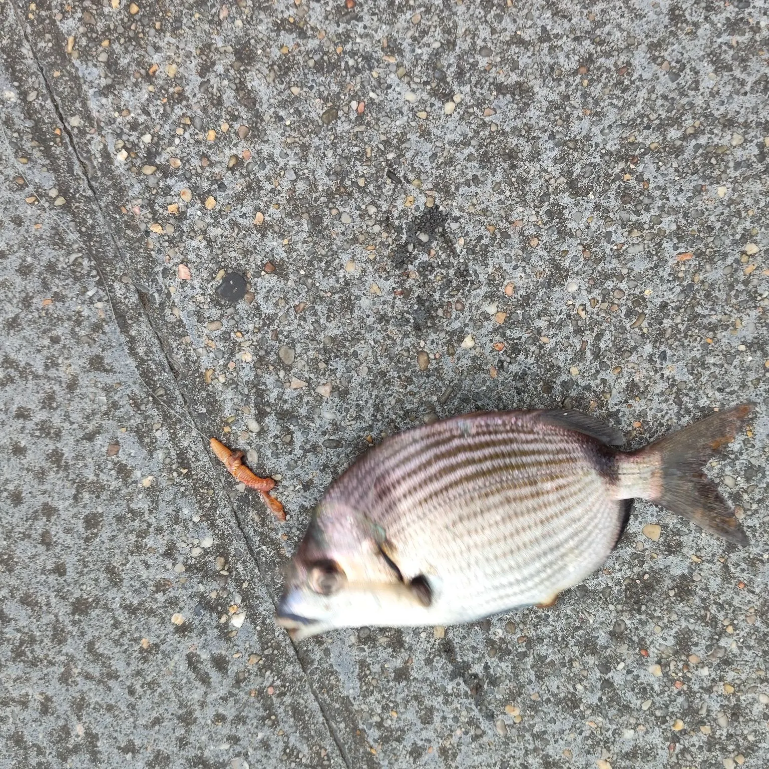 The most recent Striped mojarra catches on Fishbrain