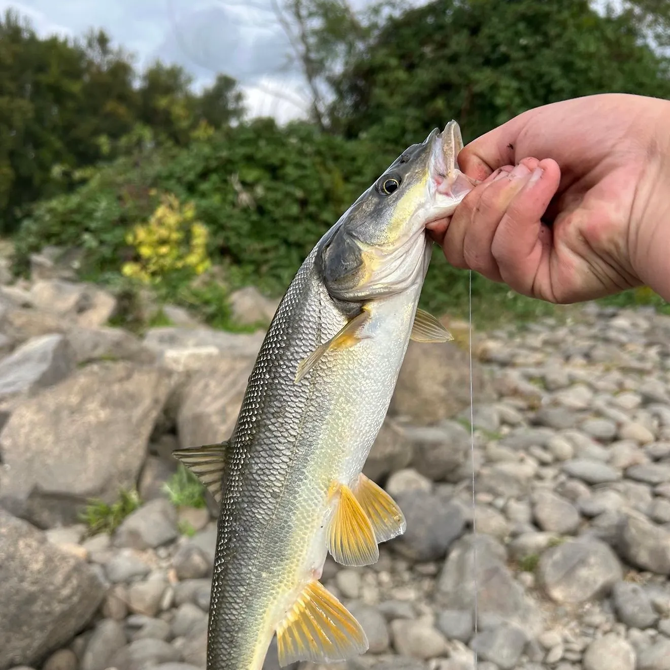 The most recent Northern pikeminnow catches on Fishbrain