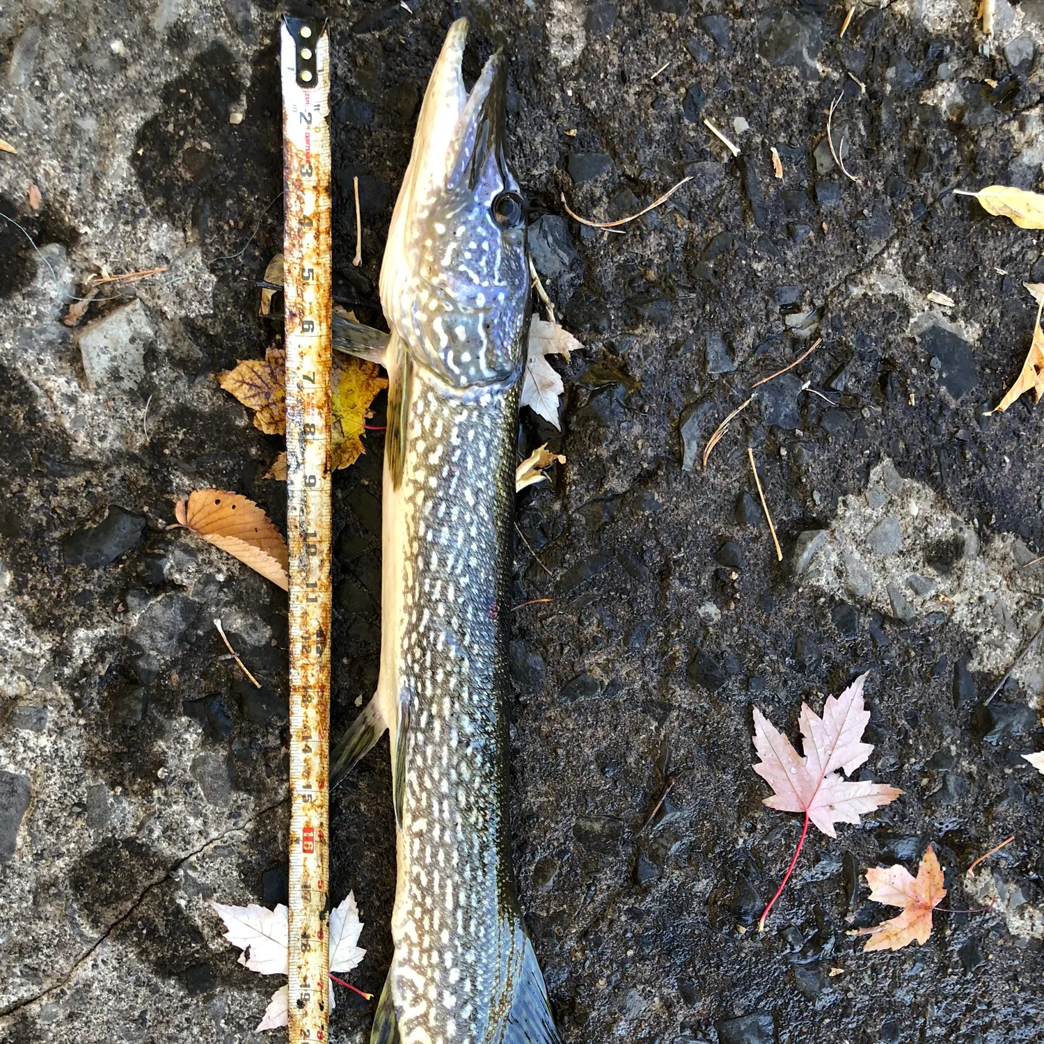 recently logged catches