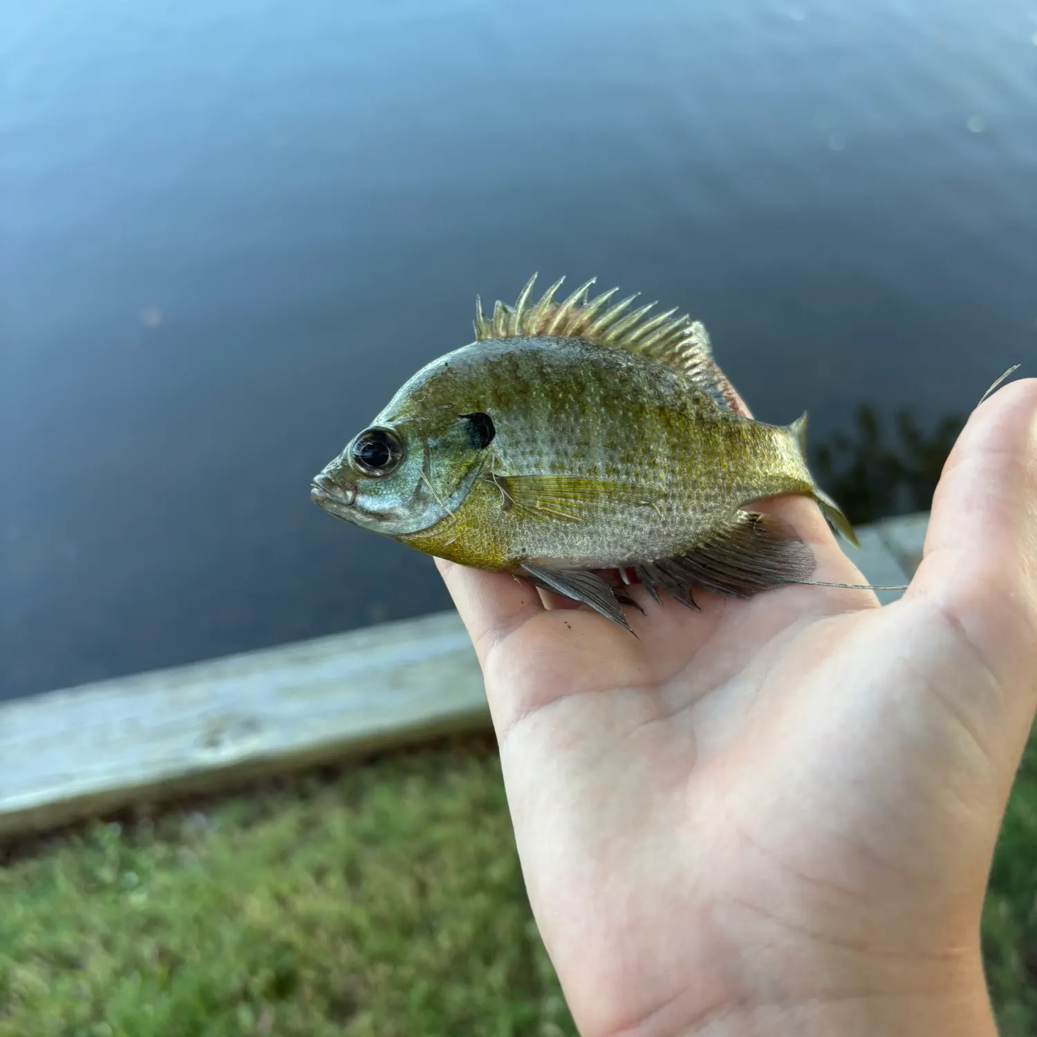 Bluegill caught on Fishbrain