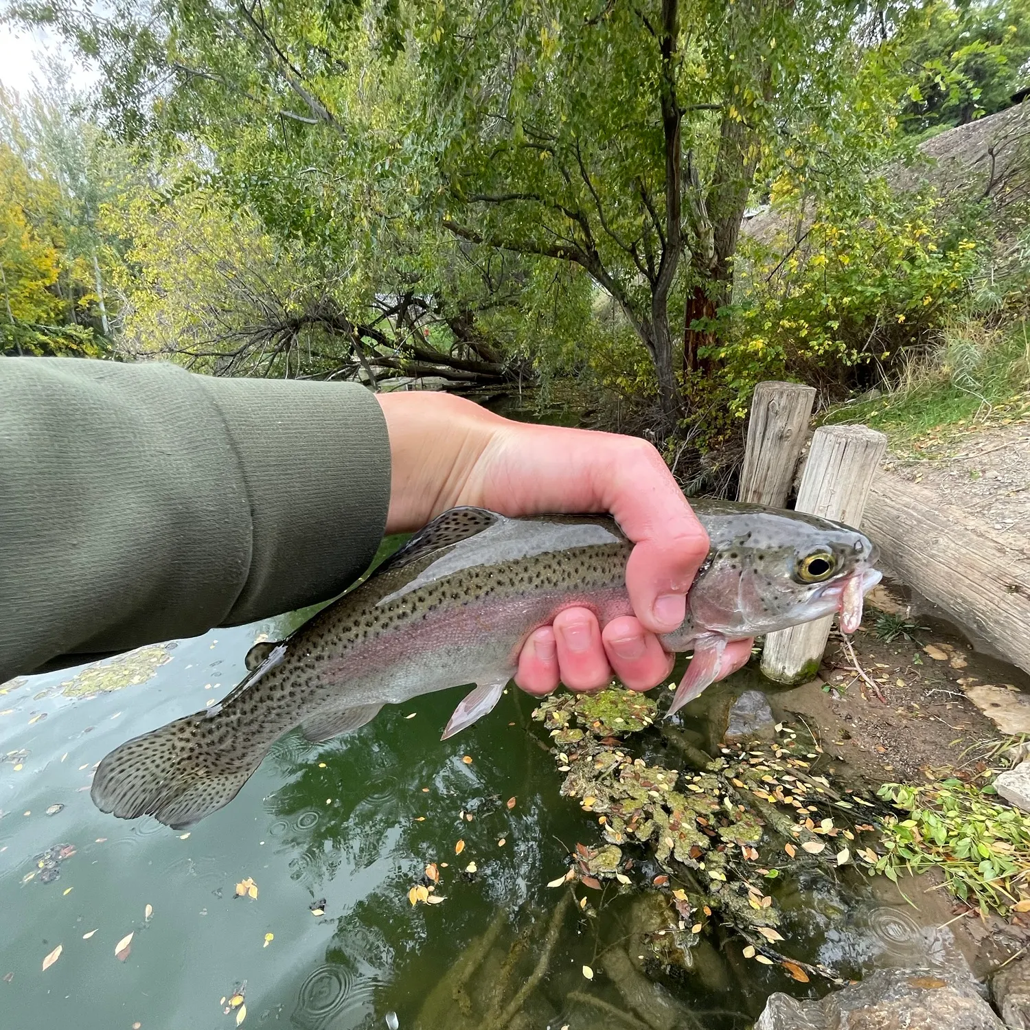 Rainbow trout caught on Fishbrain