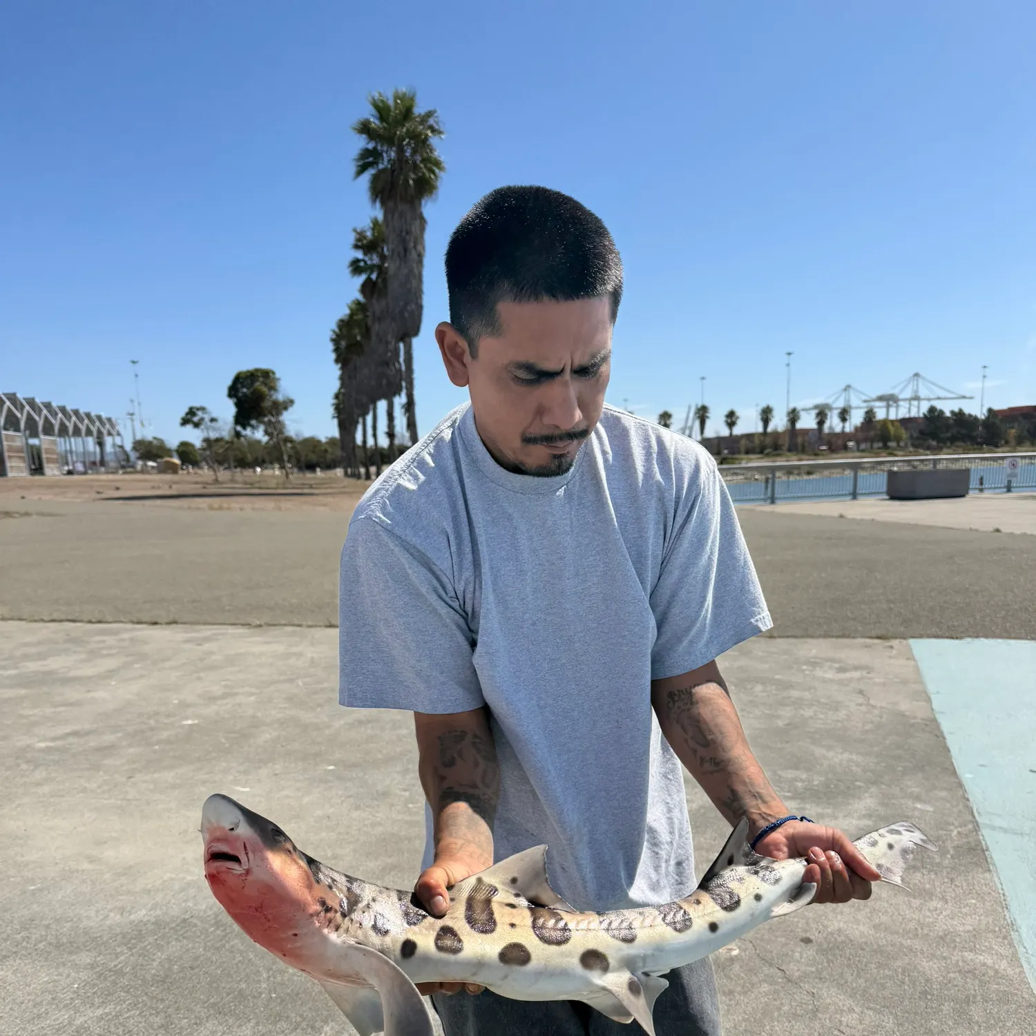 Leopard shark caught on Fishbrain